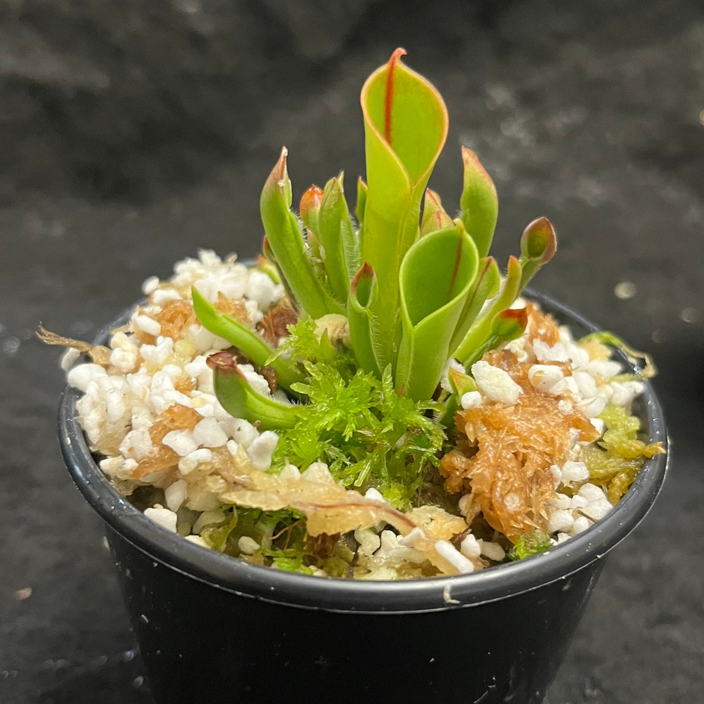 Heliamphora heterodoxa x minor