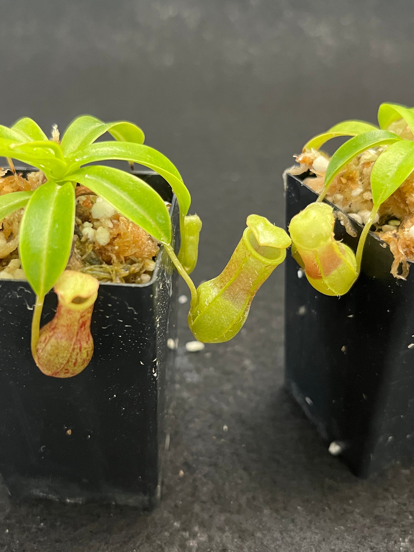 Nepenthes burkei