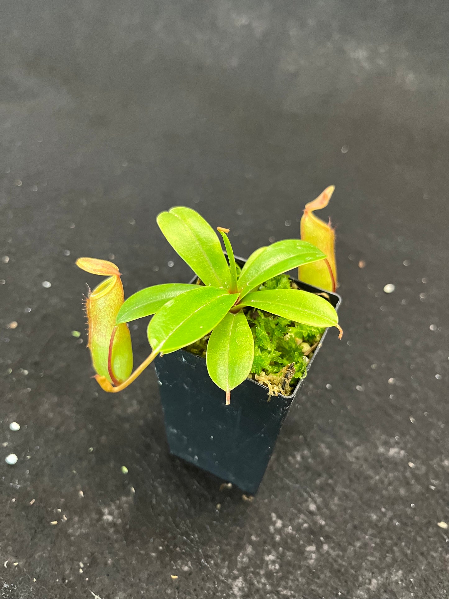 Nepenthes ventricosa x dubia