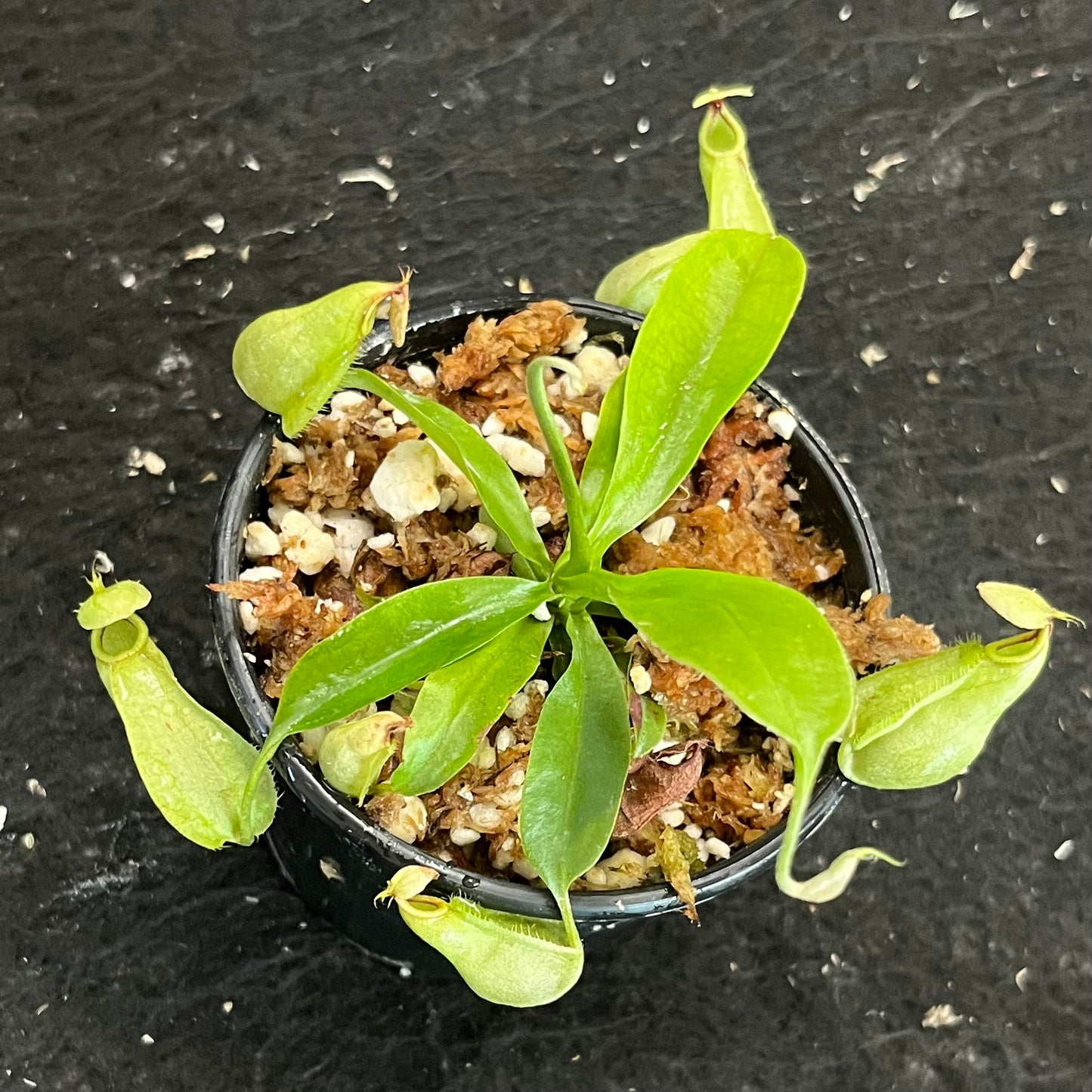 Nepenthes rafflesiana