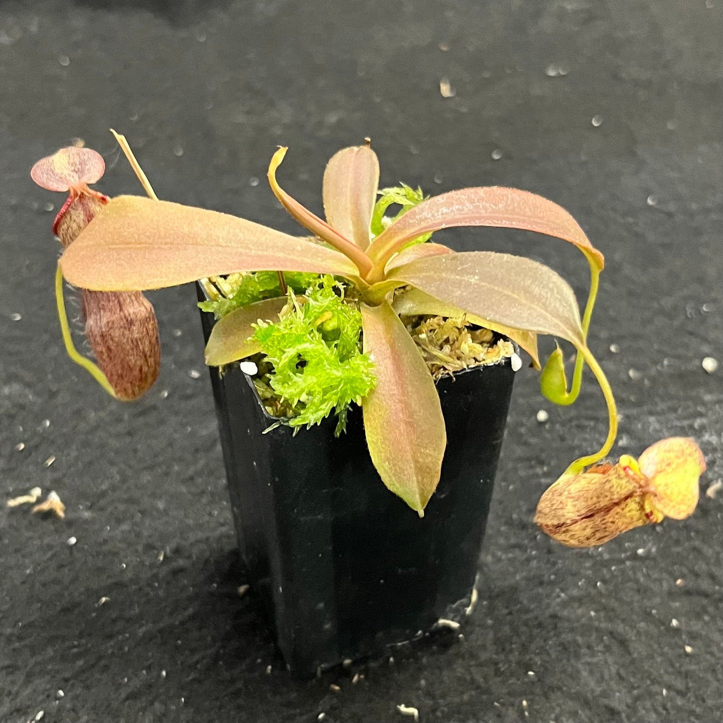 Nepenthes 'Helen' BE-4528