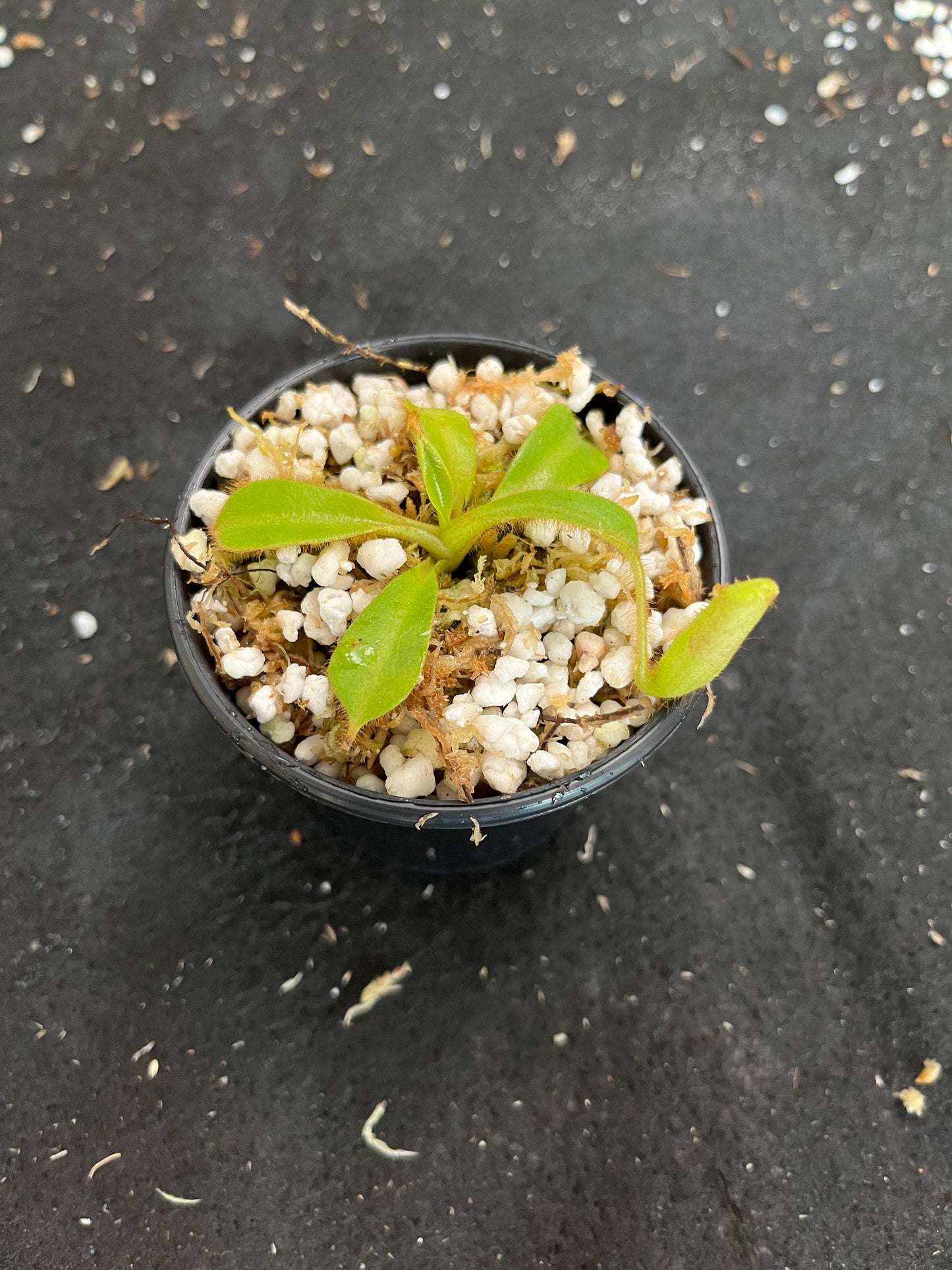 Nepenthes chaniana x veitchii