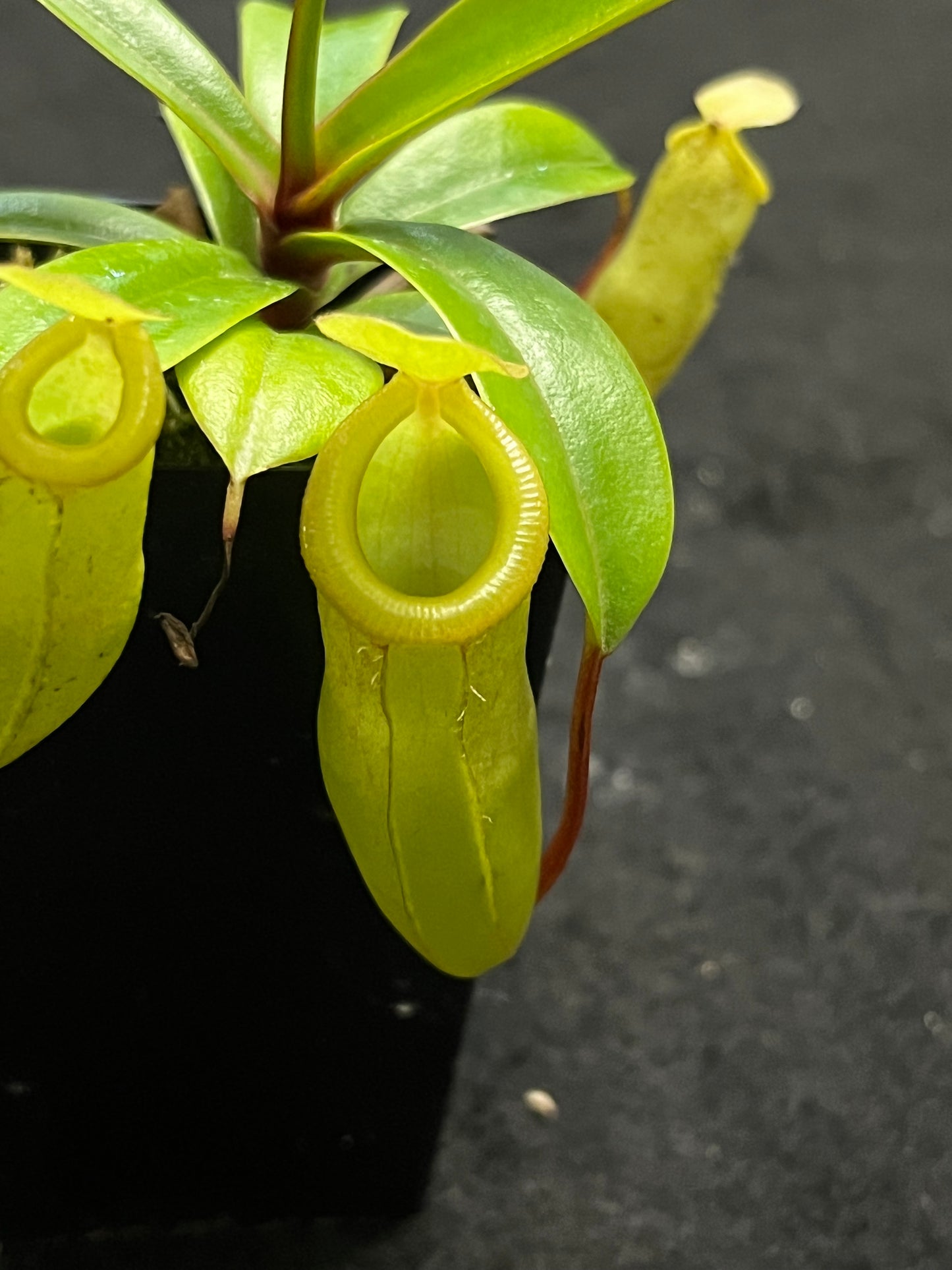 Nepenthes ventricosa x dubia