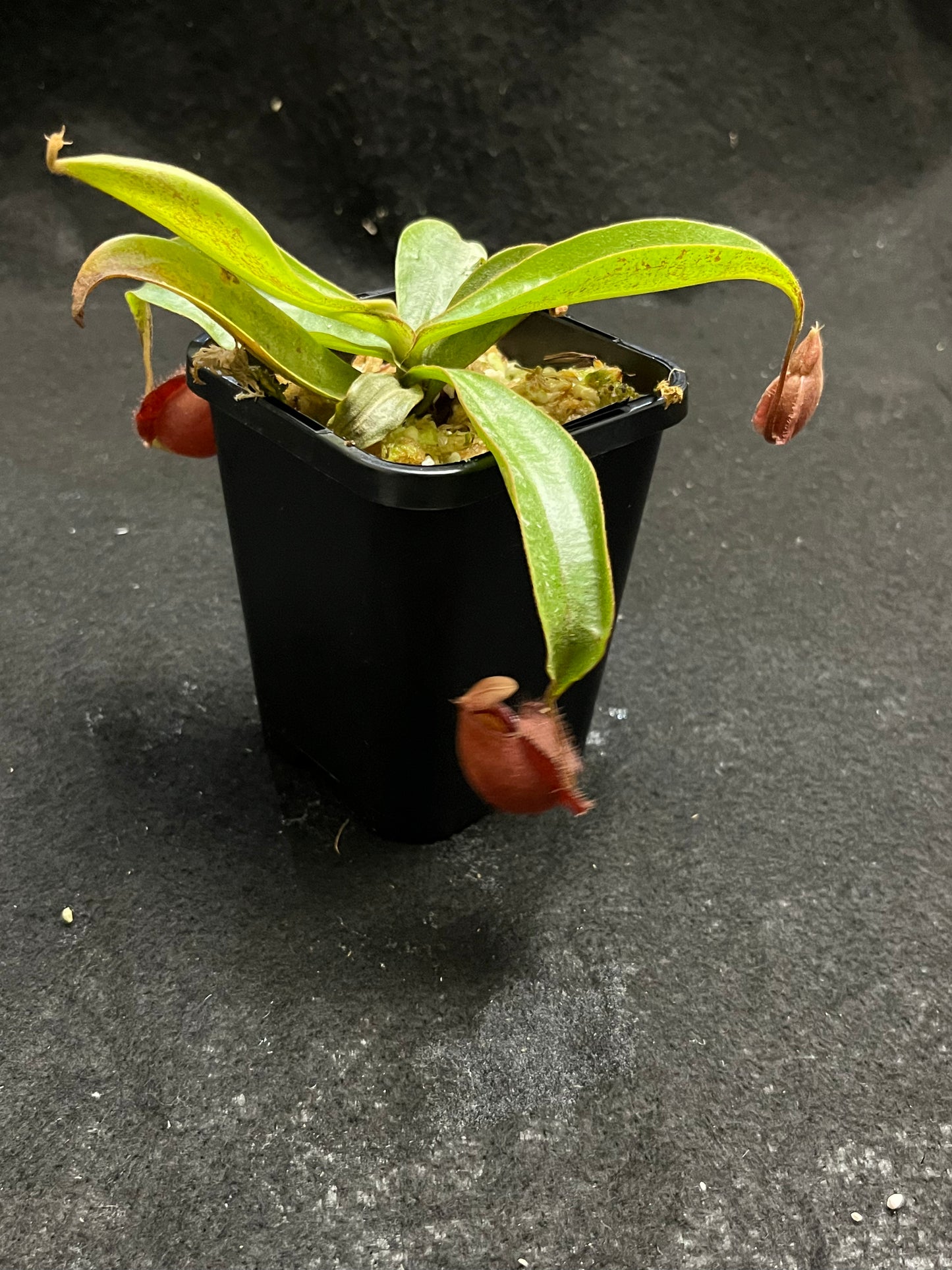 Nepenthes mirabilis var. globosa x ampullaria Black Miracle