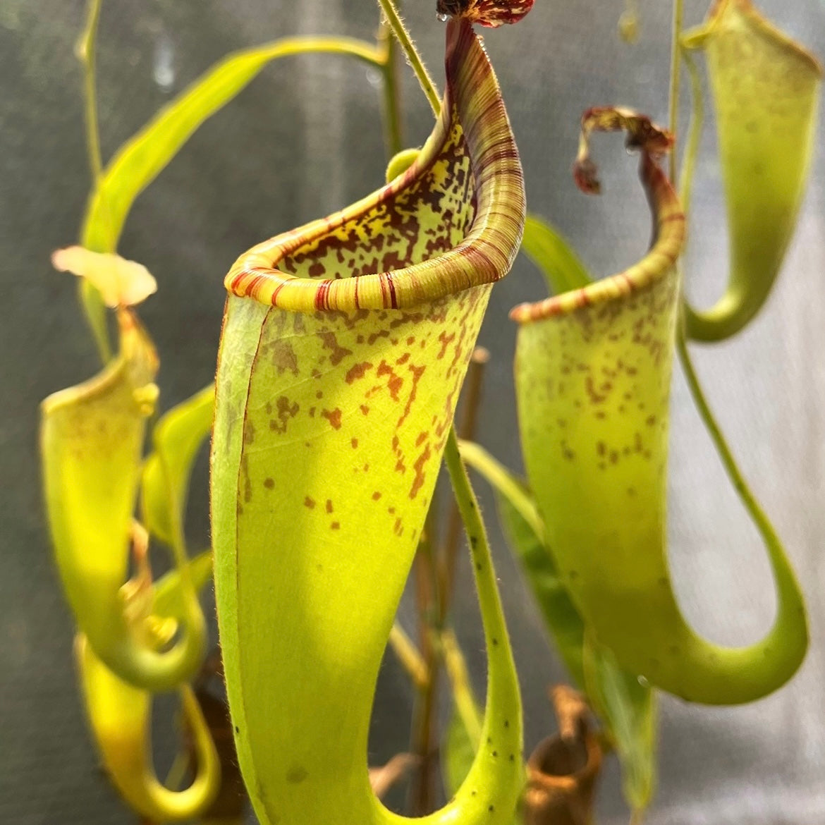 Nepenthes glandulifera x maxima