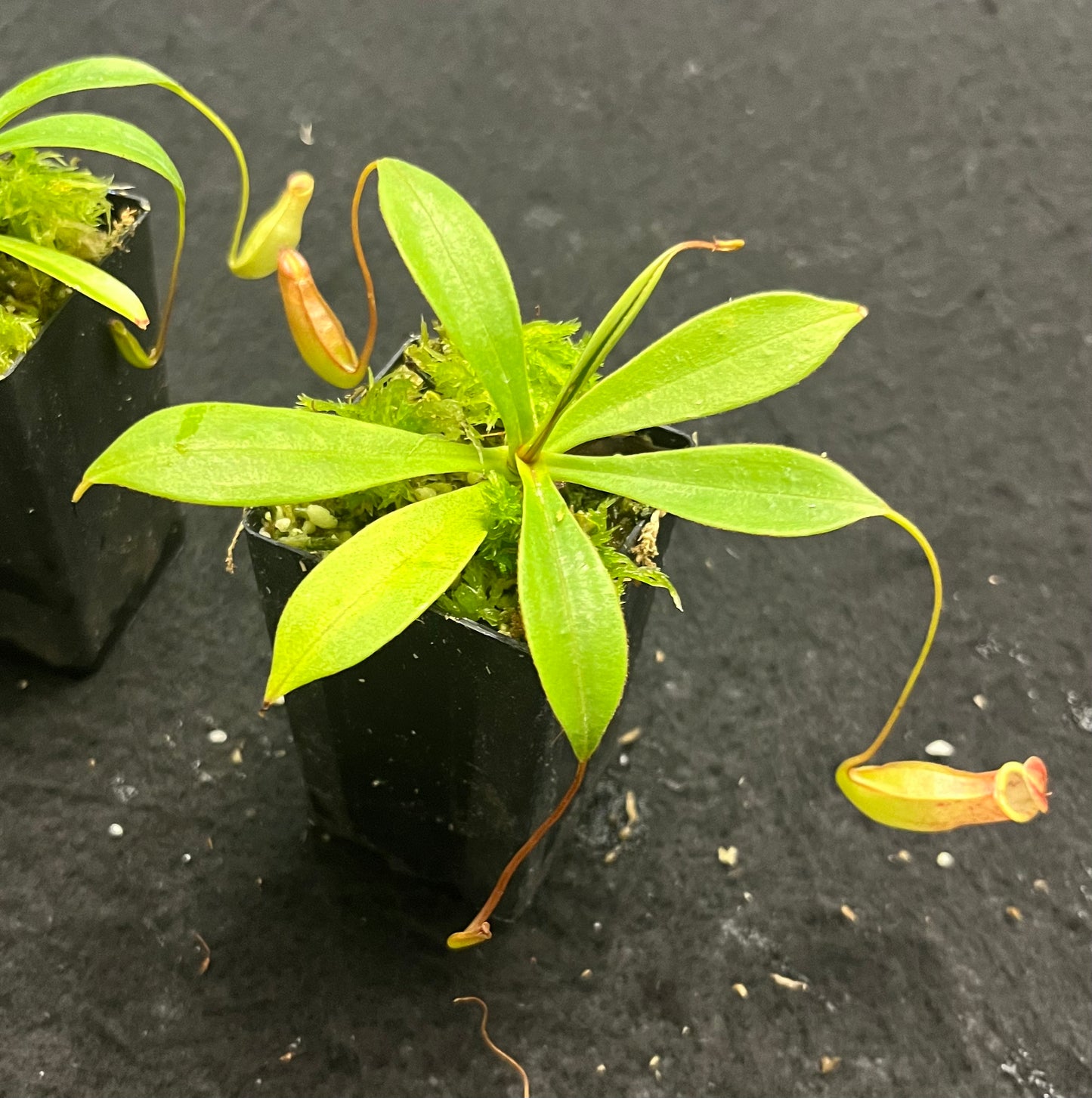 Nepenthes eustachya x tenuis BE-3971