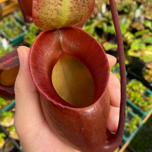 Nepenthes (sibuyanensis x ventricosa) x jacquelineae