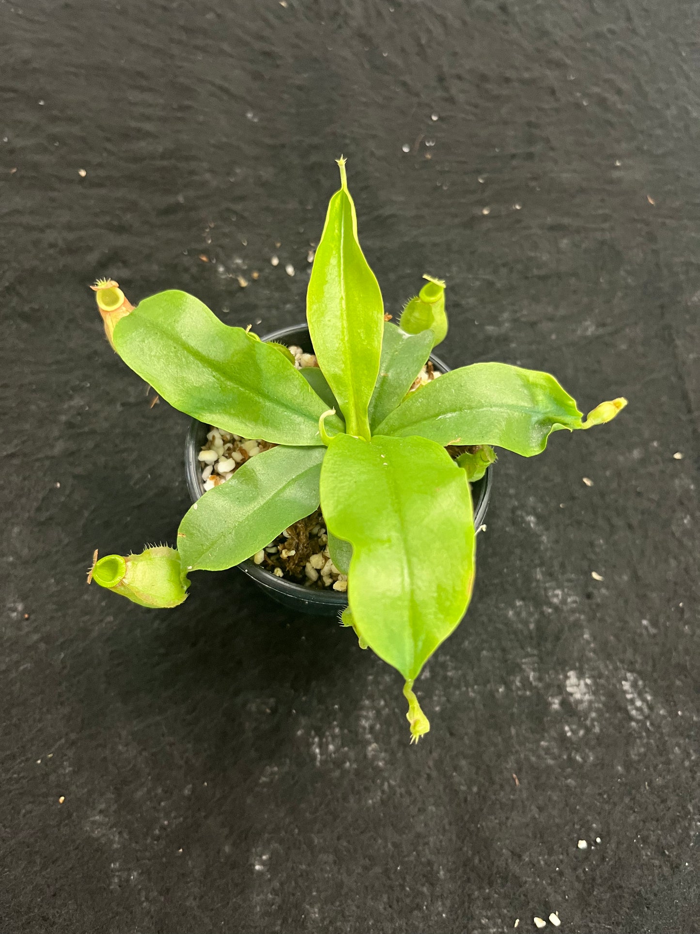 Nepenthes (viking x ampullaria red stripped) x (viking x bicalcarata) SG