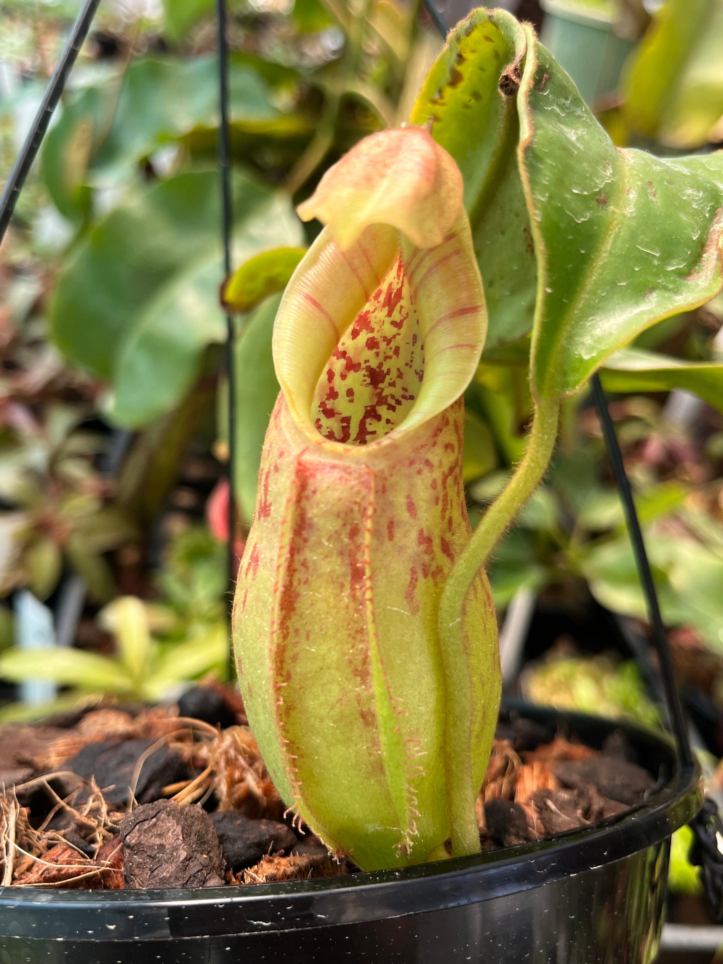 Npenthes adrianii x veitchii