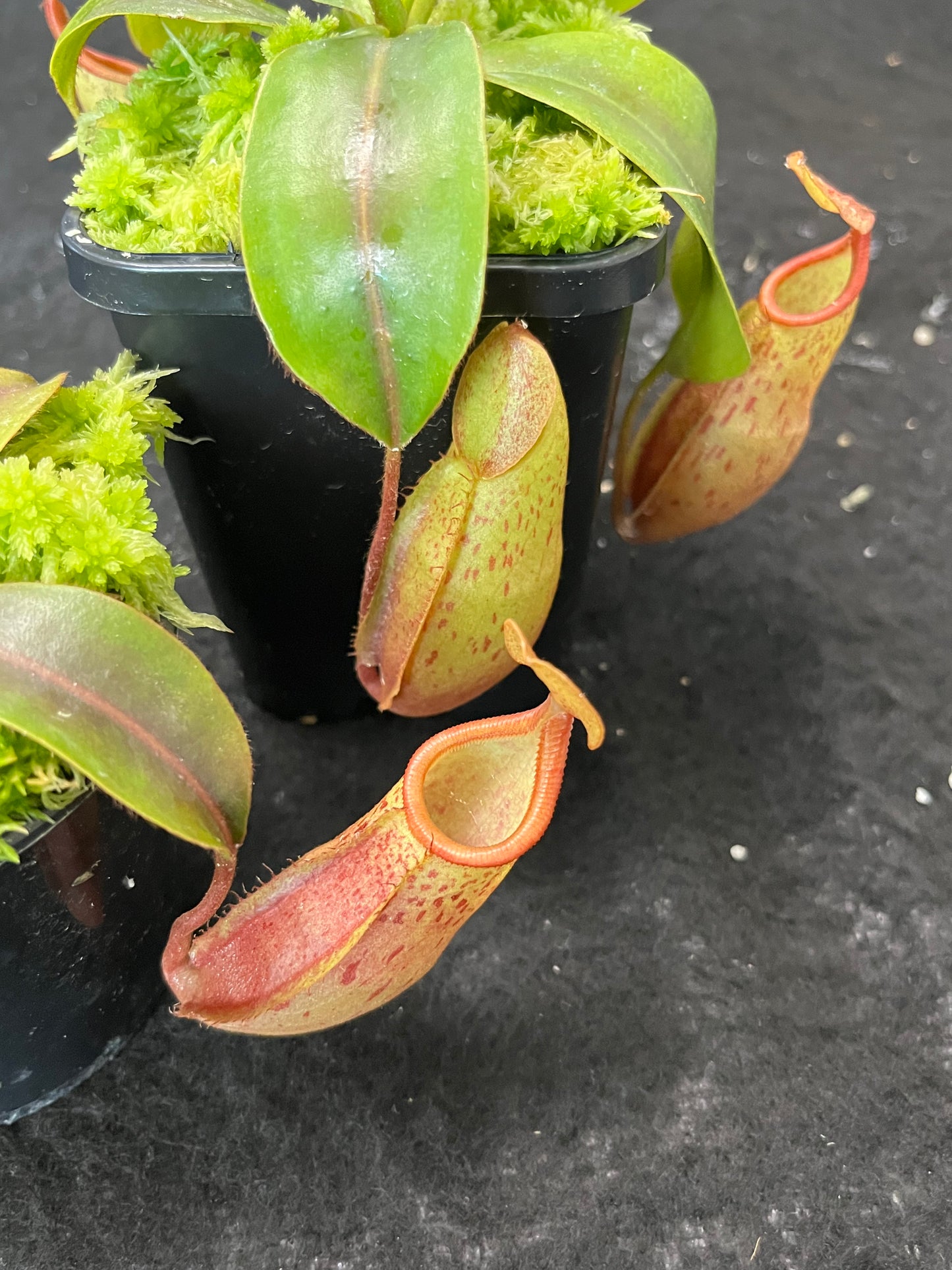 Nepenthes veitchii x mira BE-3696