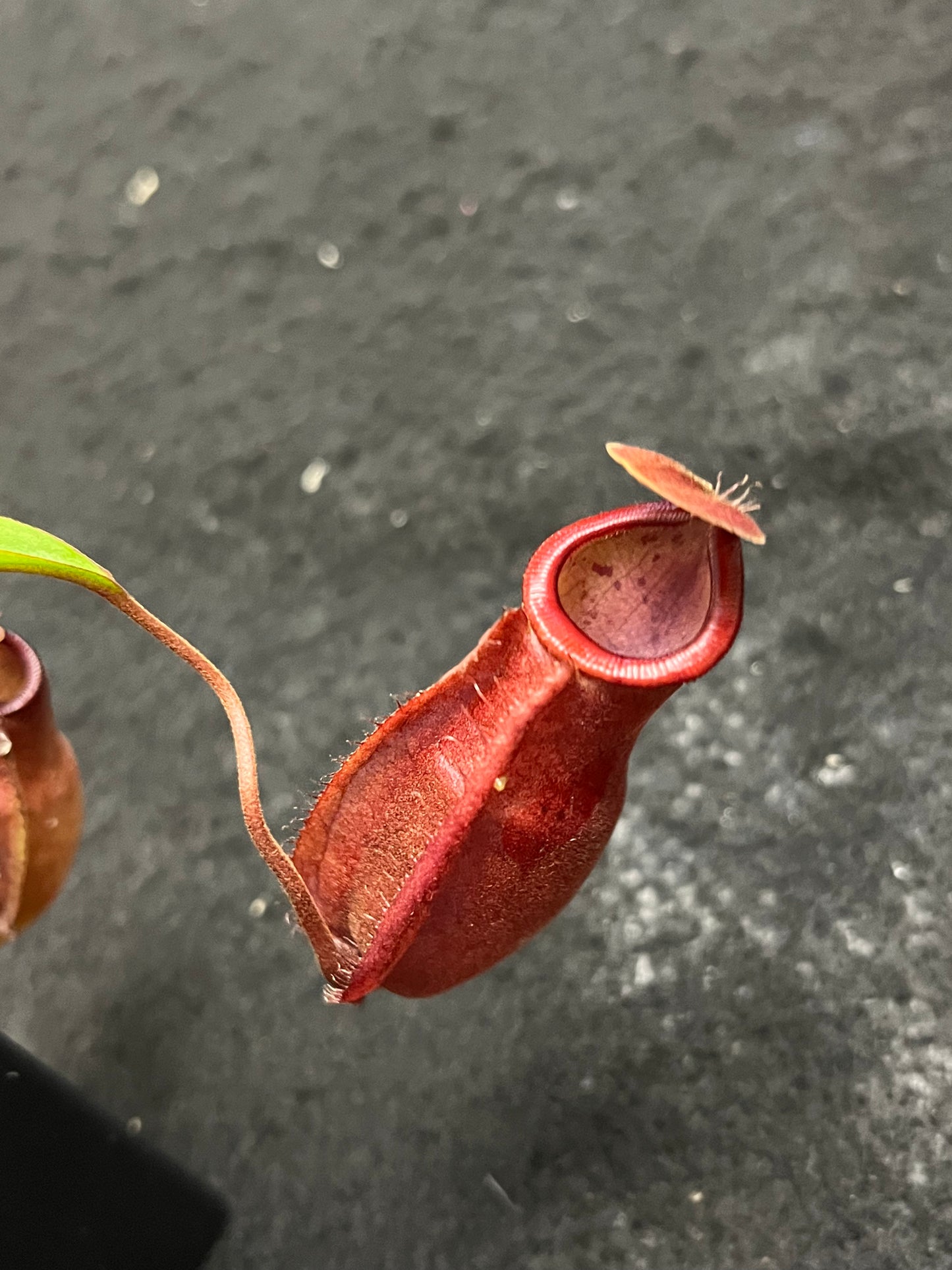 Nepenthes densiflora x mirabilis var. globosa BE-3656