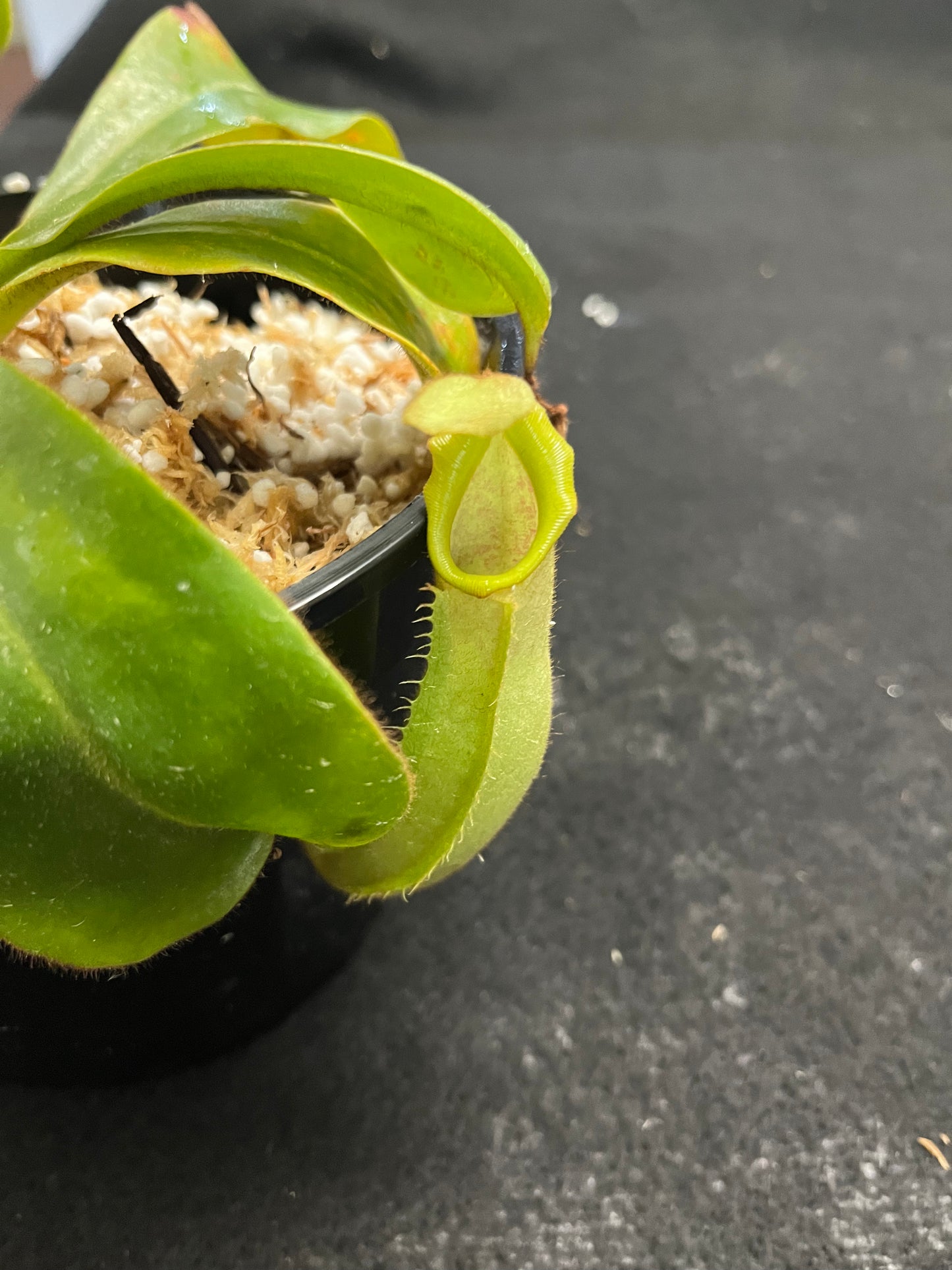 Nepenthes veitchii Bario Gold SG