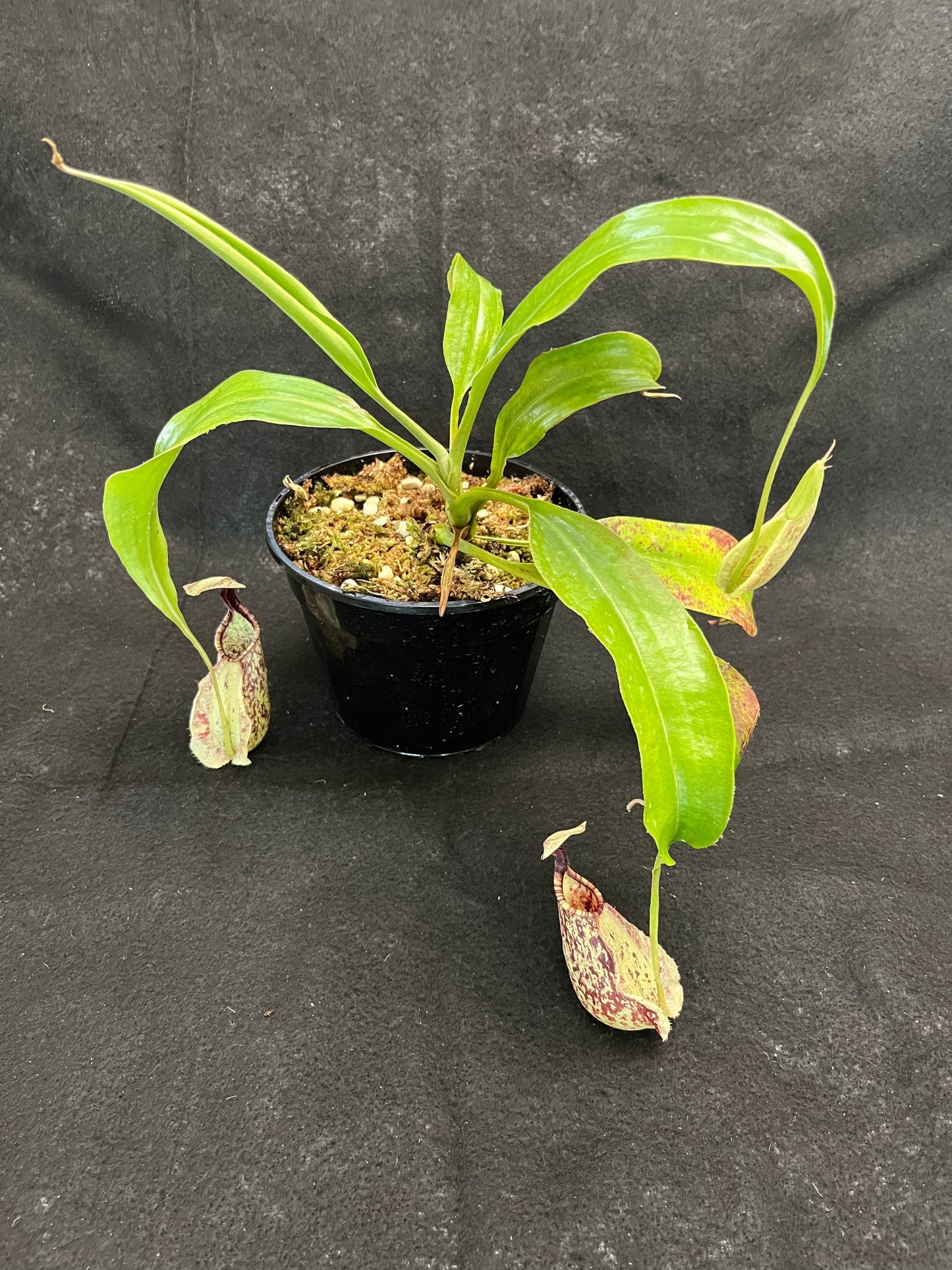 Nepenthes rafflesiana SG