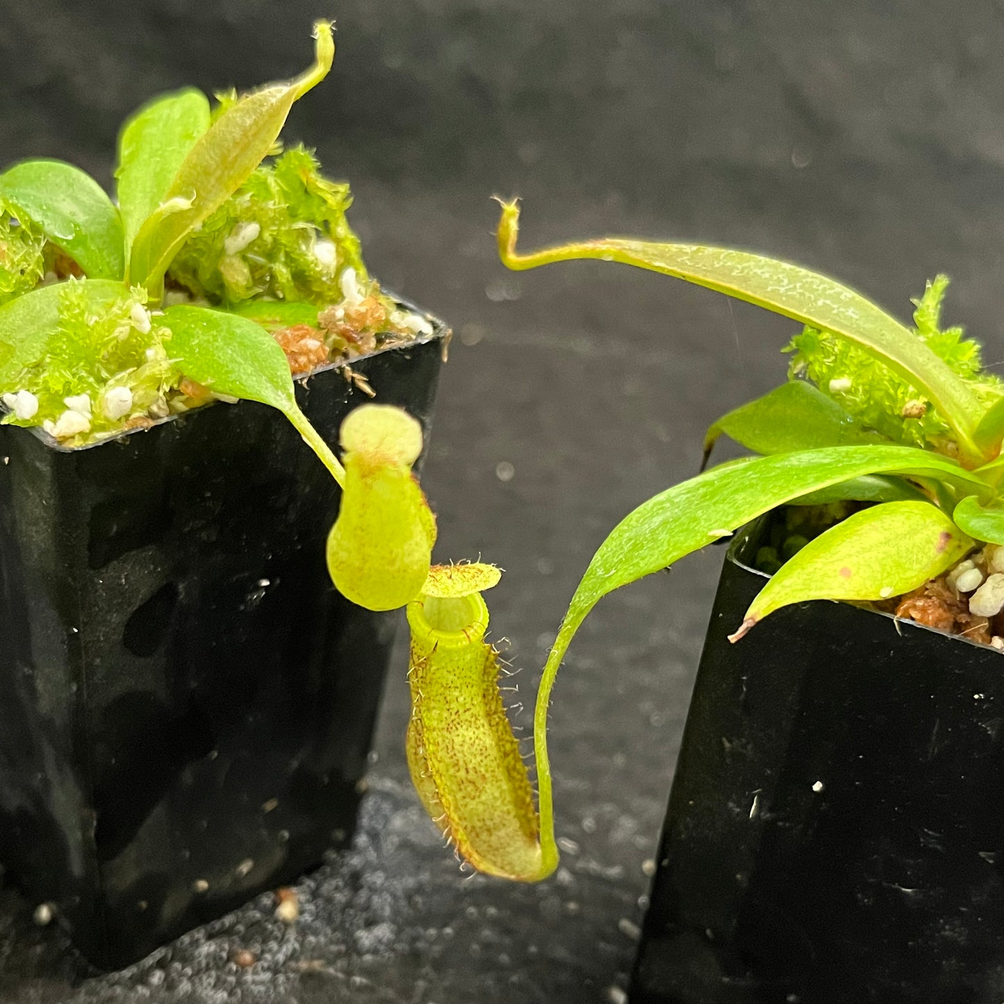 Nepenthes spectabilis x bongso  BE-3991