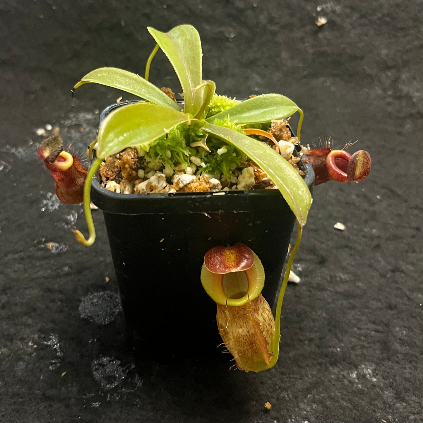 Nepenthes spathulata x tenuis