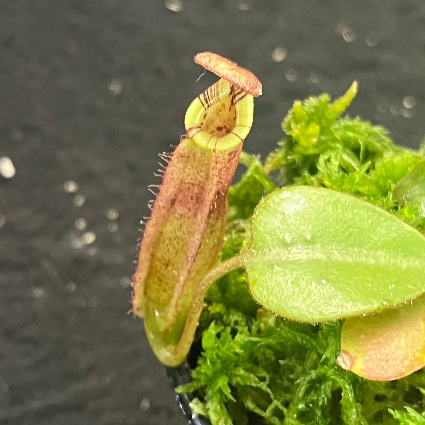 Nepenthes burbidgeae x (veitchii x lowii) BE-3993