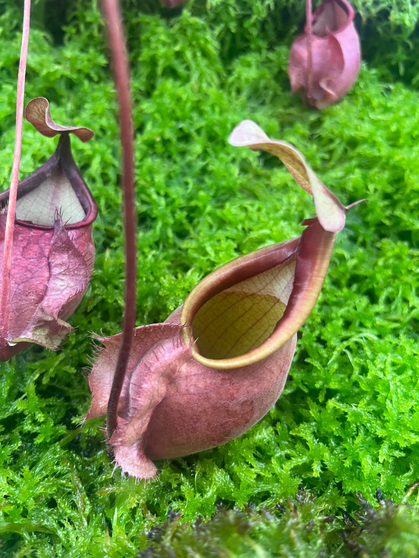 Nepenthes orbiculata