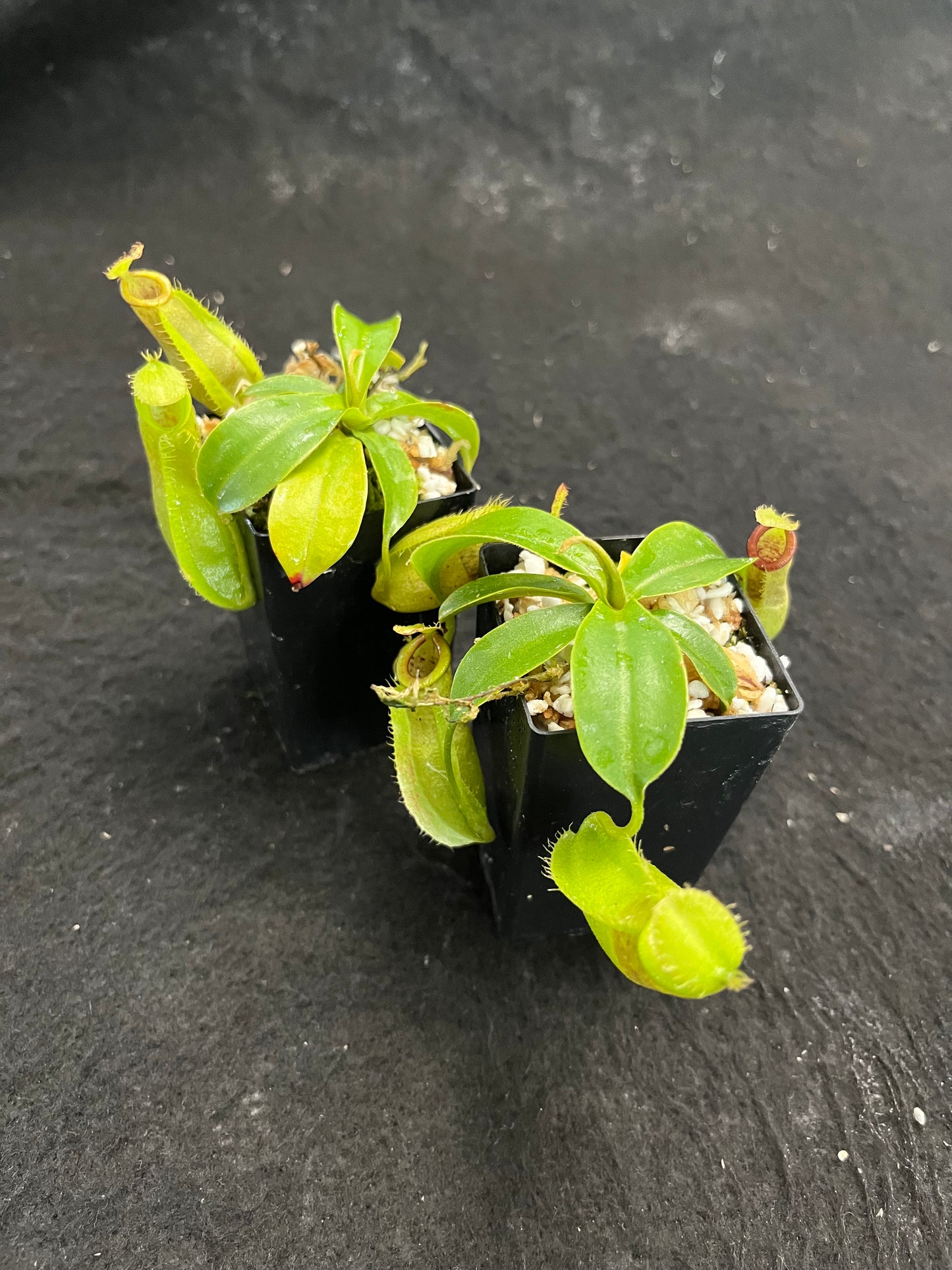 Nepenthes spathulata x ampullaria