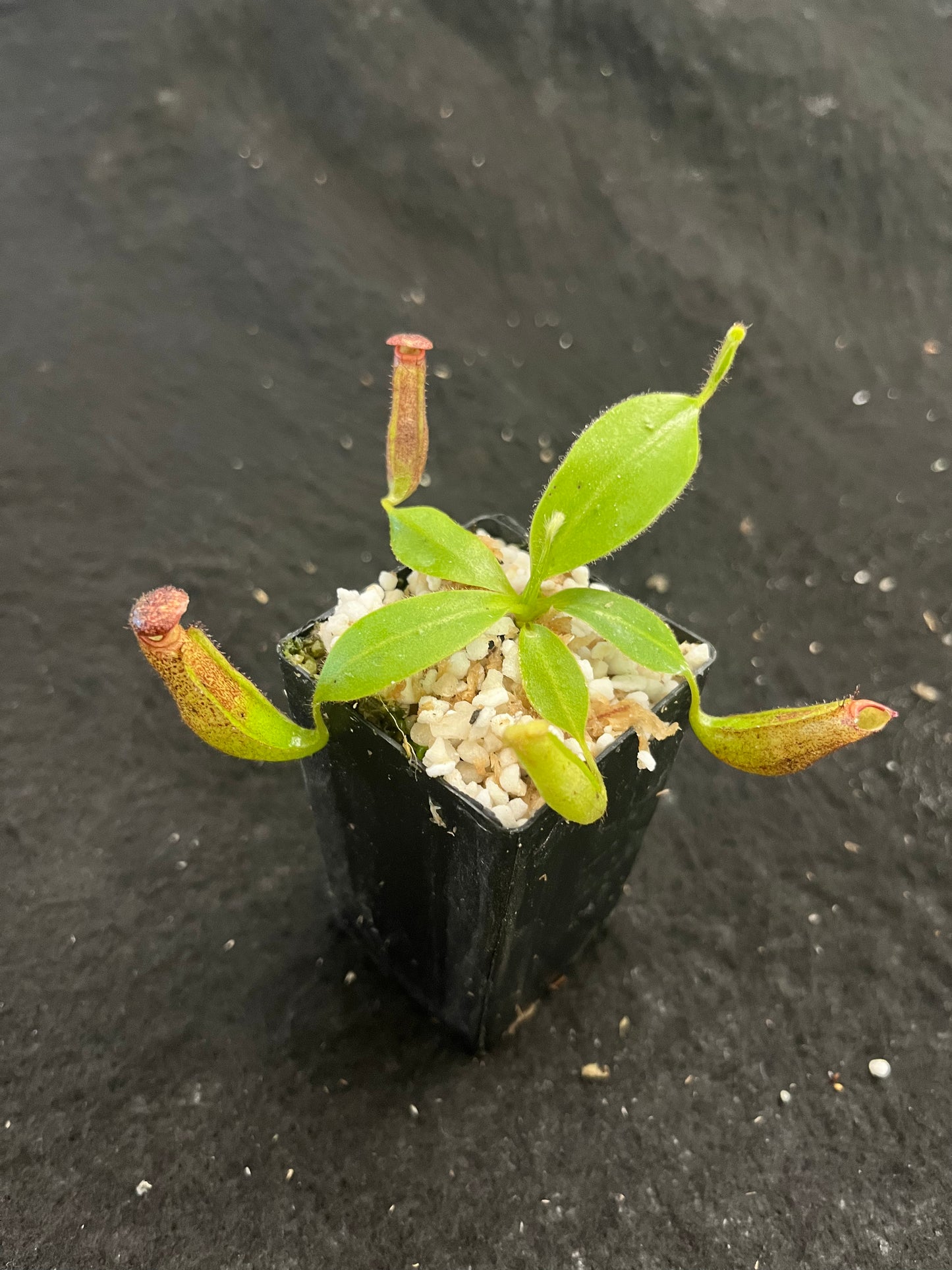 Nepenthes glandulifera BE-3766