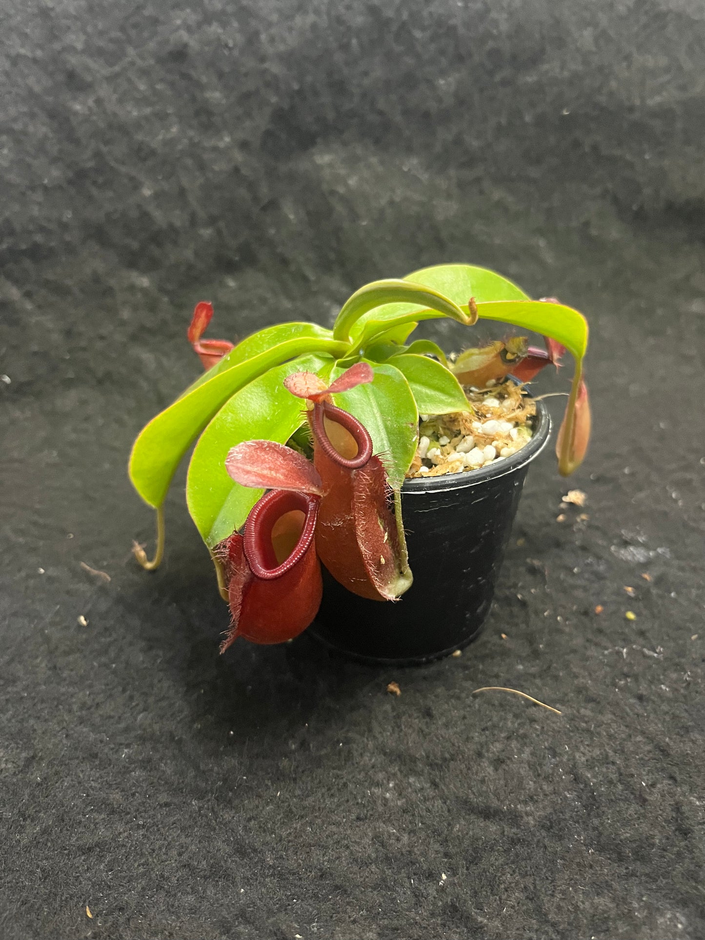 Nepenthes ampullaria x (sibuyanensis x ventricosa) ‘Diana’