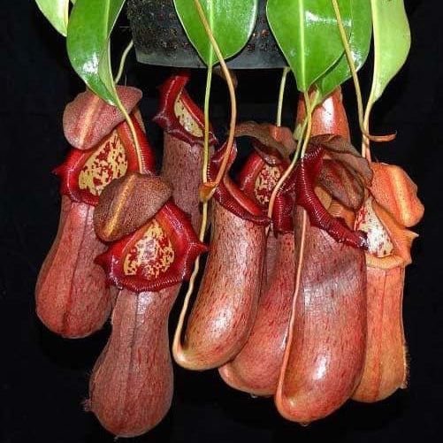 Nepenthes ventricosa x robcantleyi ‘Queen Malani’