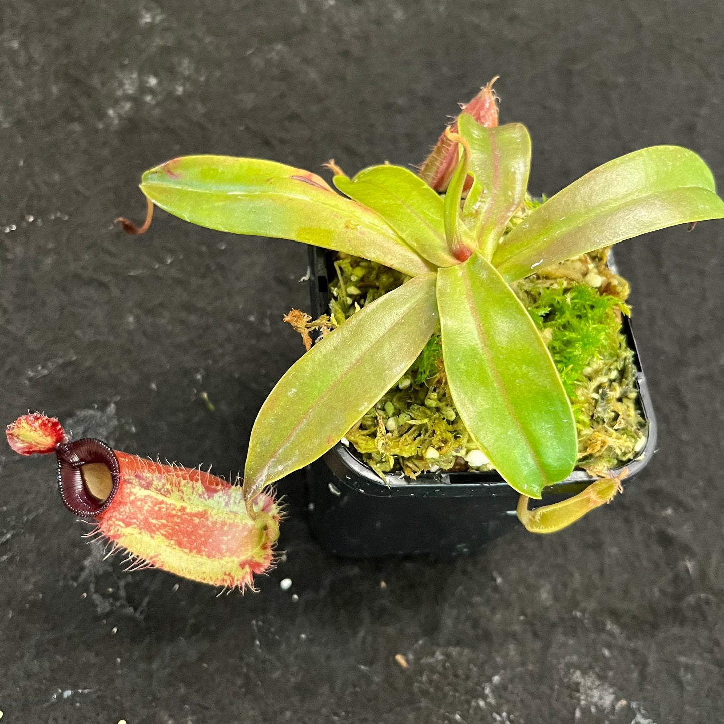 Nepenthes ampullaria x hamata