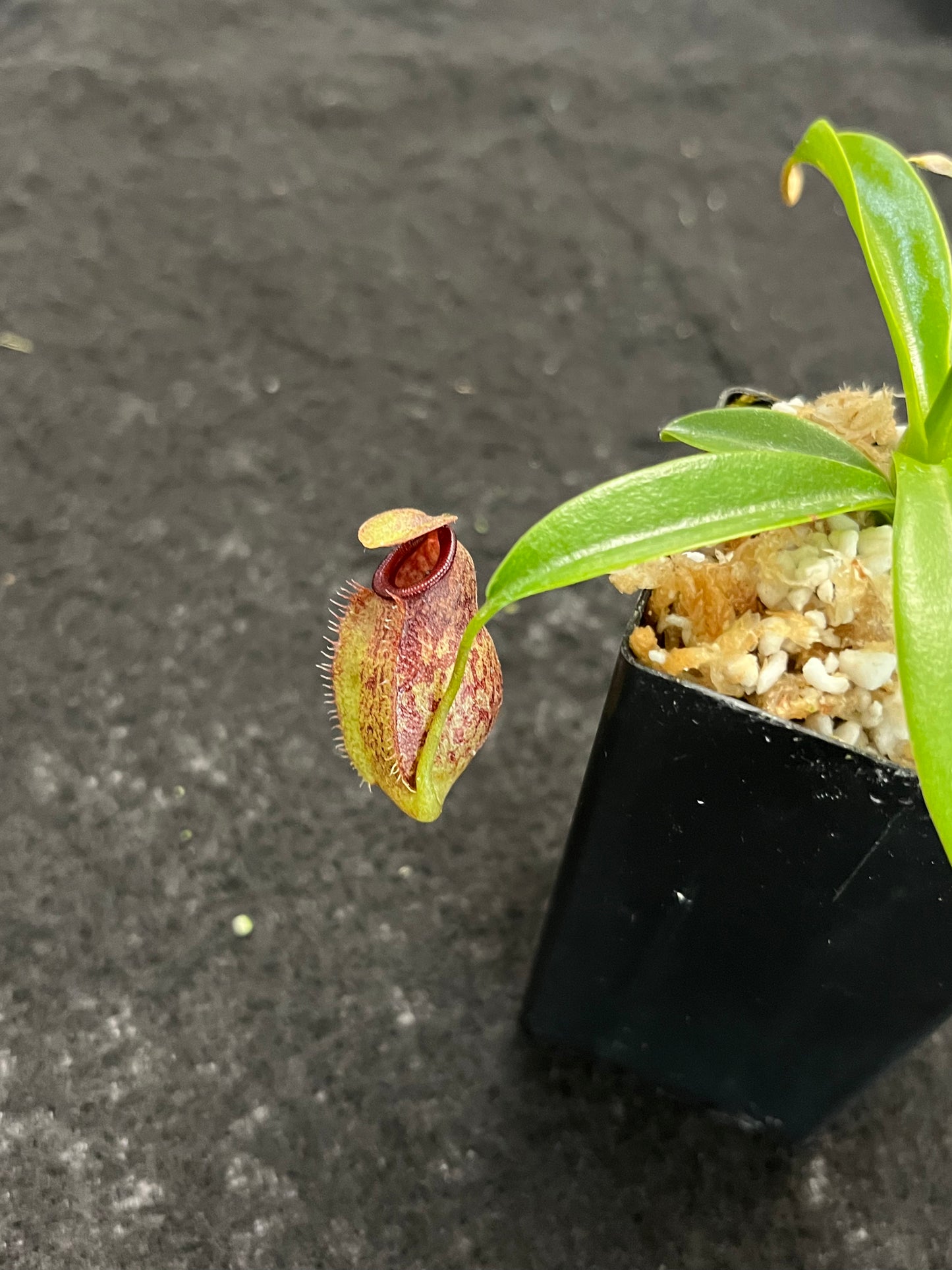 Nepenthes merrilliana x aristolochioides