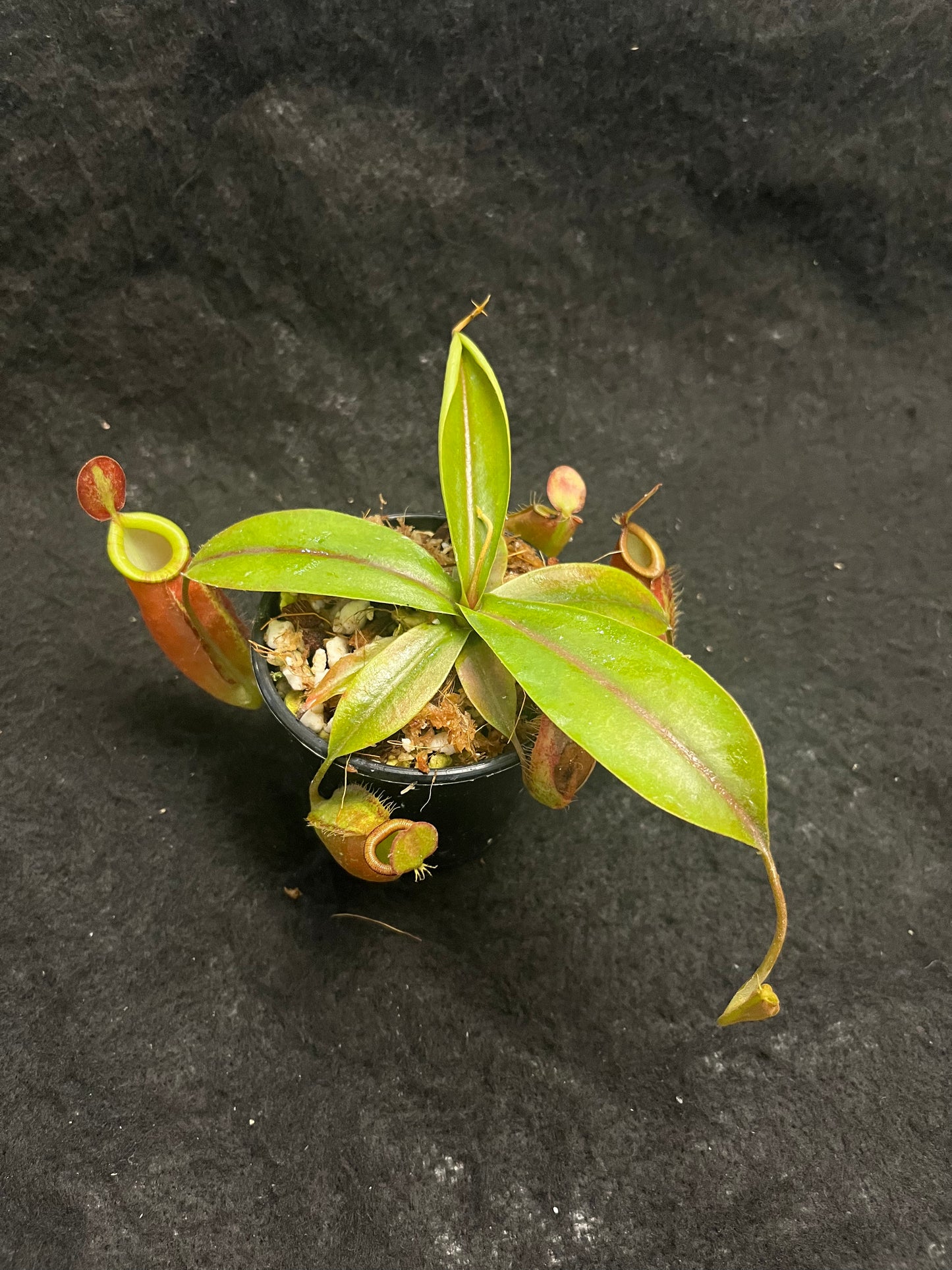 Nepenthes ampullaria x (spectabilis x talangensis)