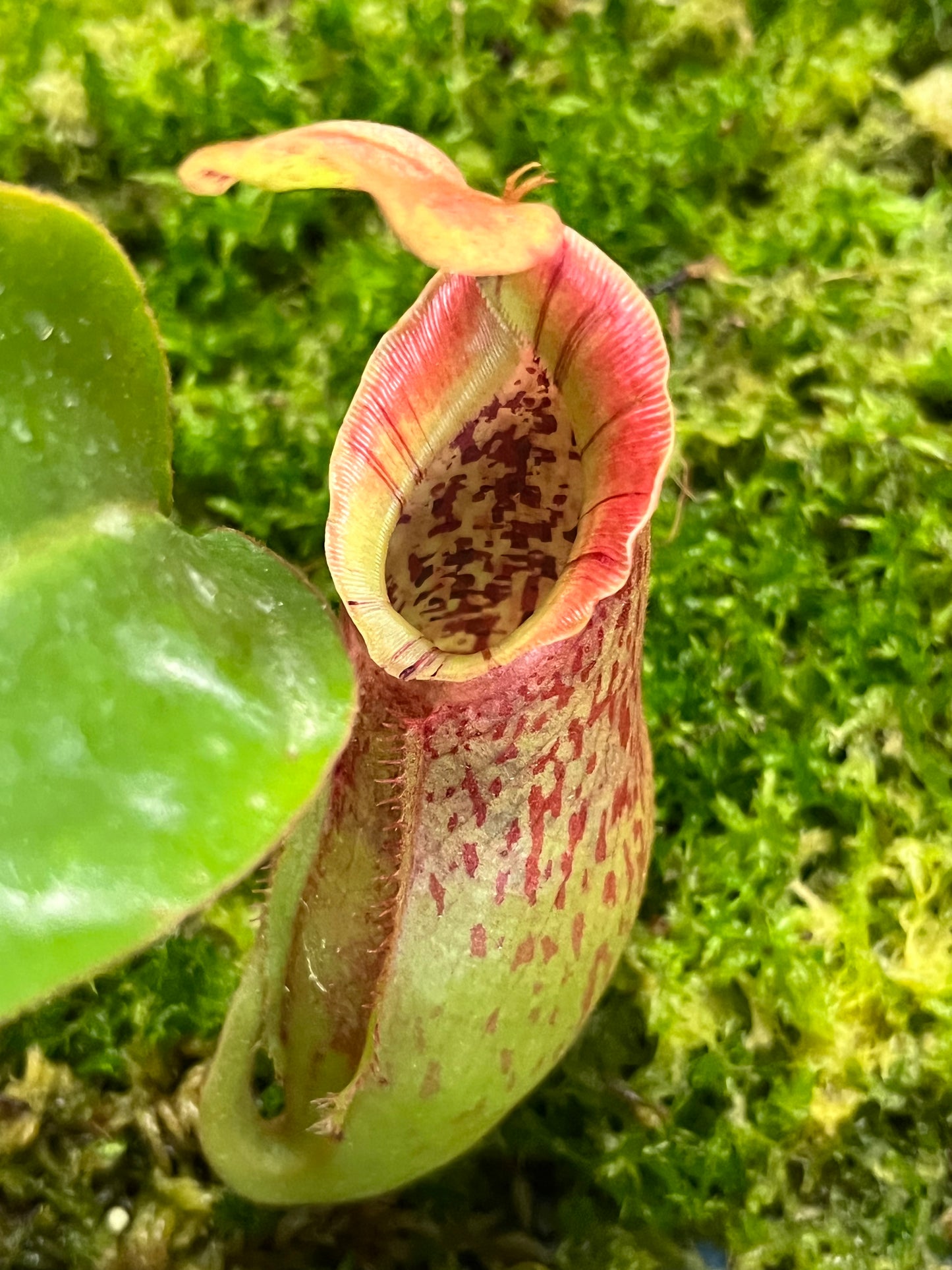 Npenthes adrianii x veitchii