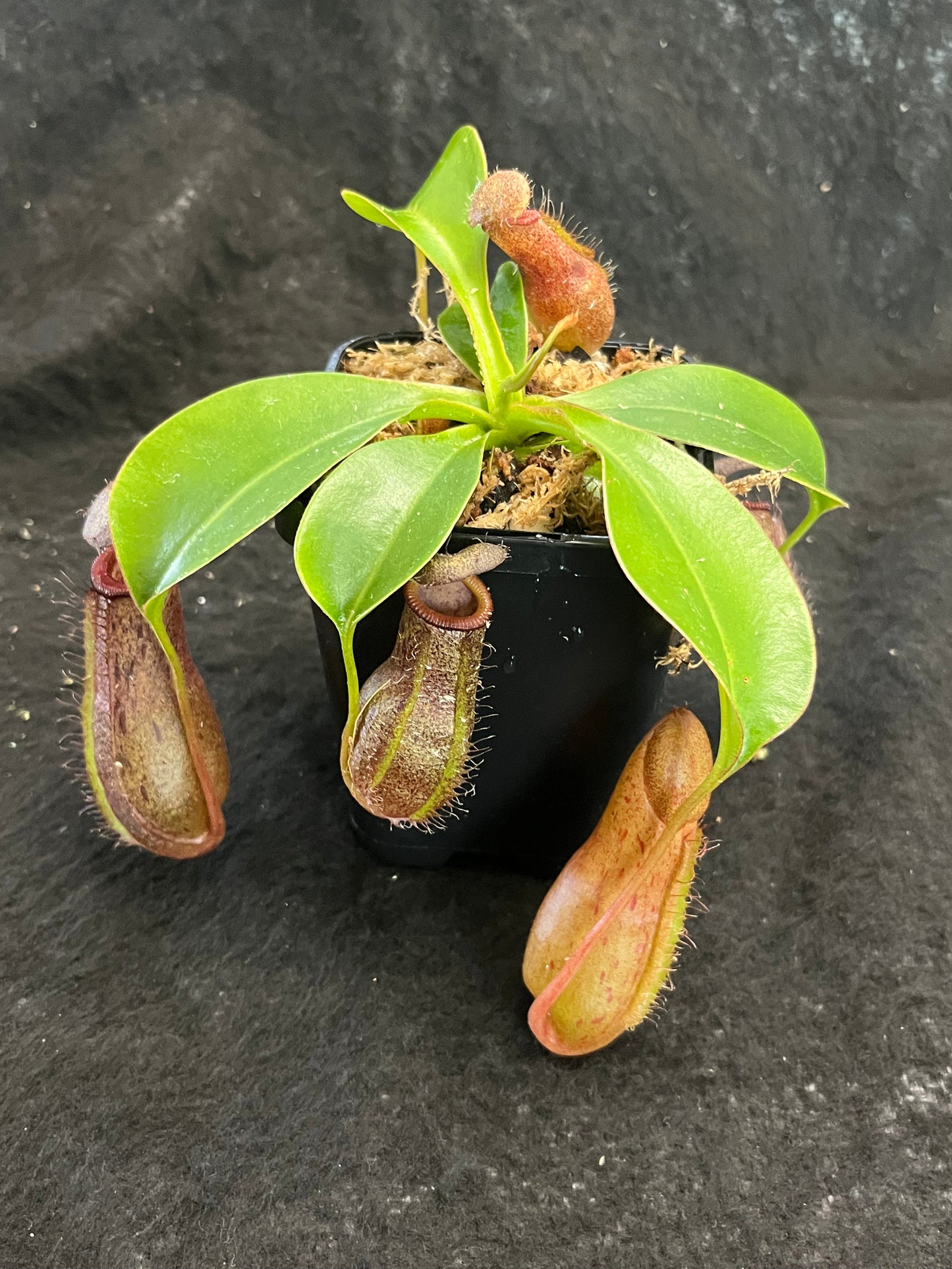 Nepenthes ventricosa x robcantleyi ‘Queen Malani’