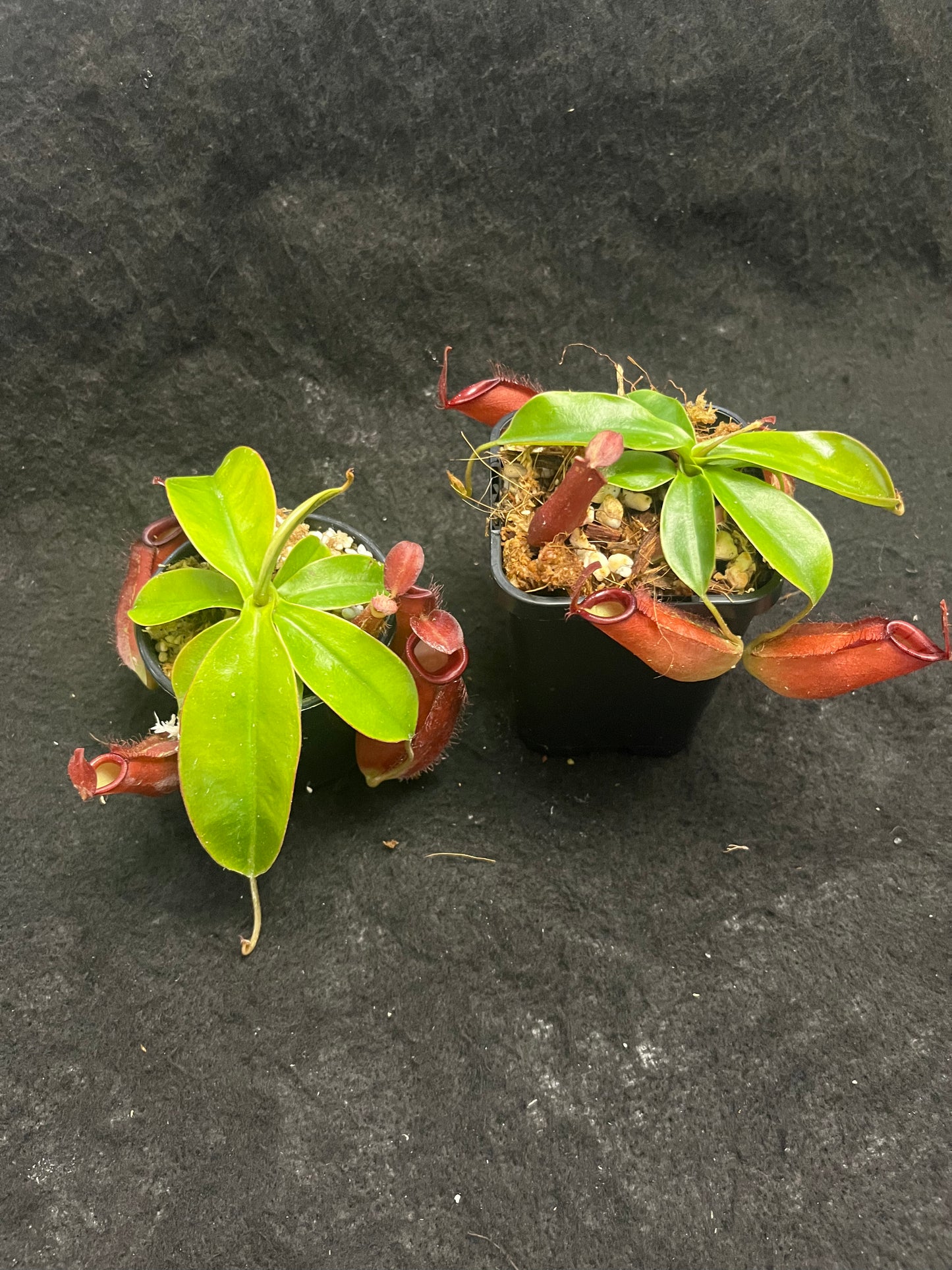 Nepenthes ampullaria x (sibuyanensis x ventricosa) ‘Diana’