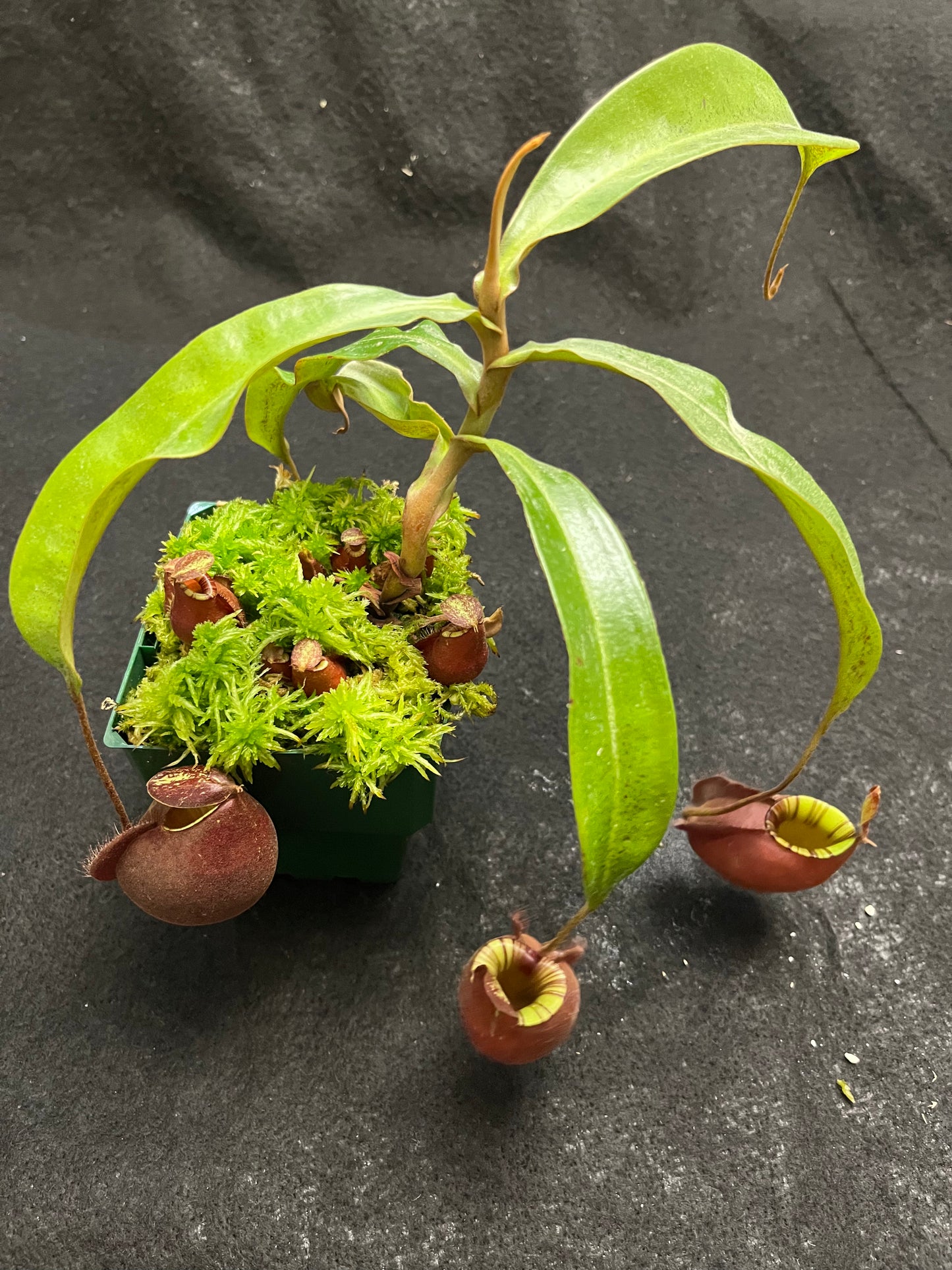 Nepenthes mirabilis var. globosa x ampullaria Black Miracle