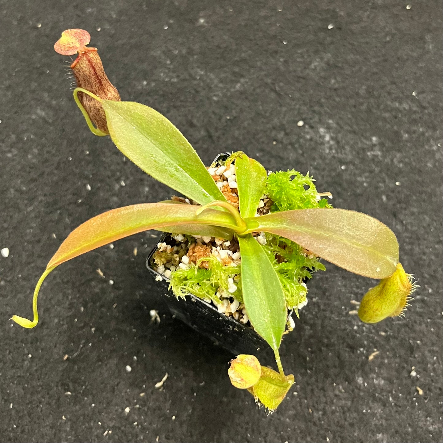 Nepenthes 'Helen' BE-4528