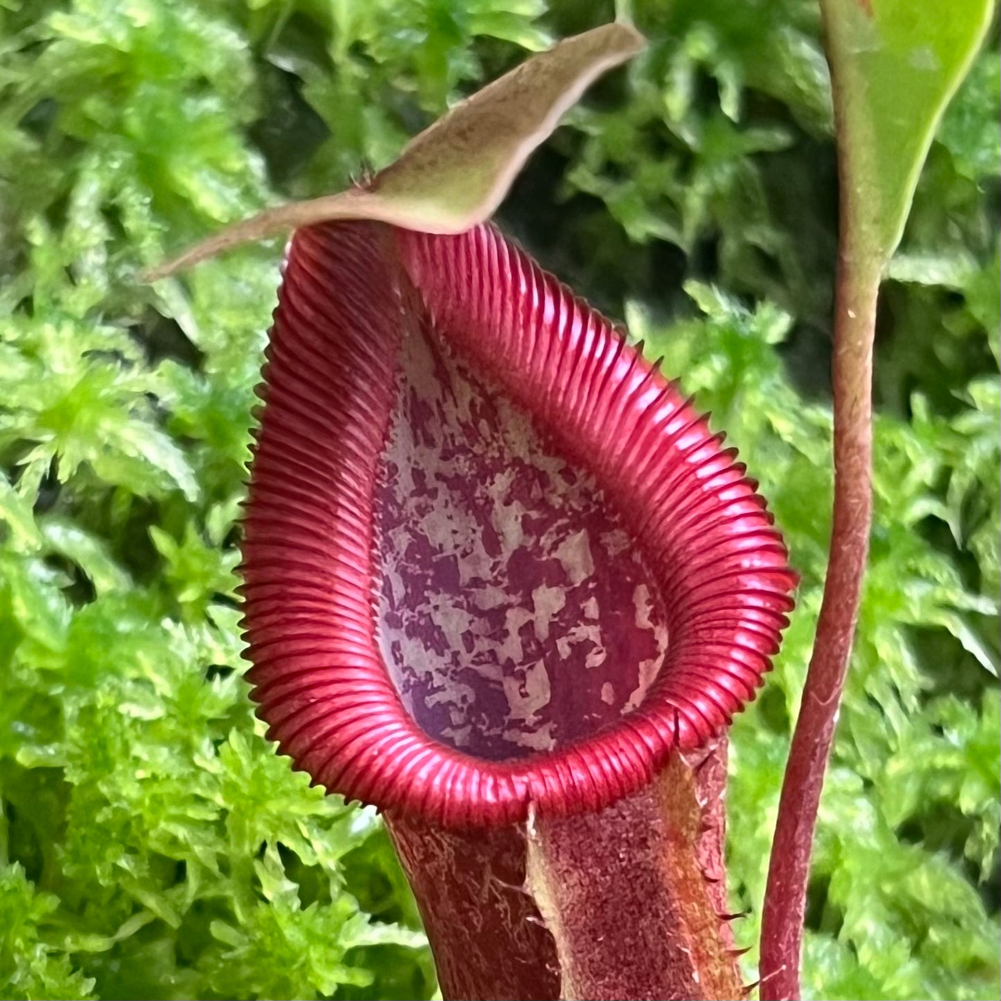 Nepenthes singalana x burkei