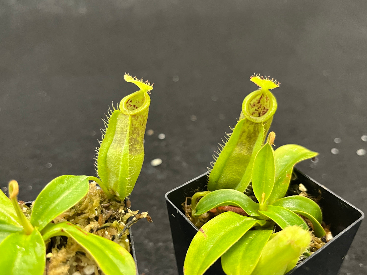 Nepenthes spathulata x ampullaria