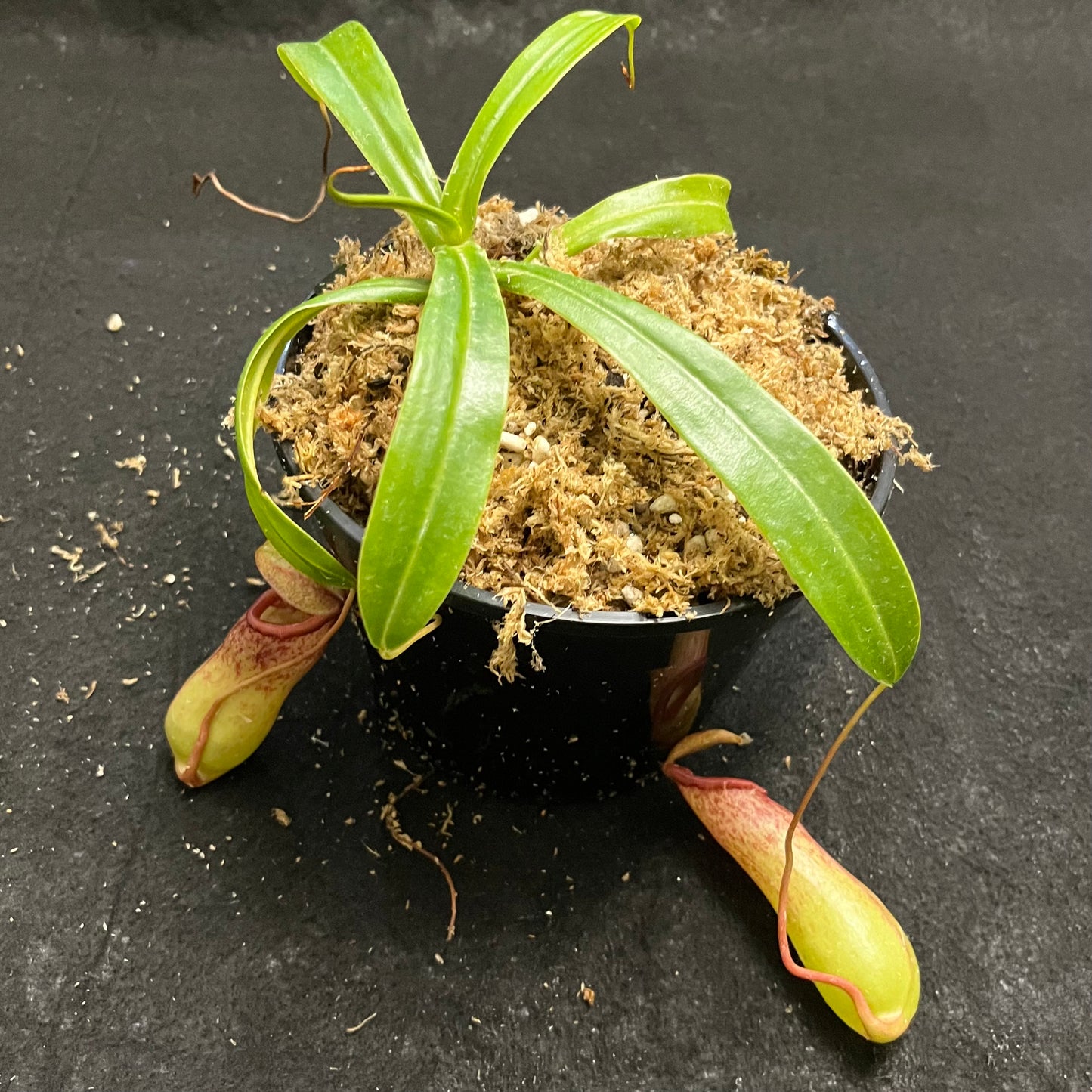 Nepenthes ventricosa x insignis 'Biak'