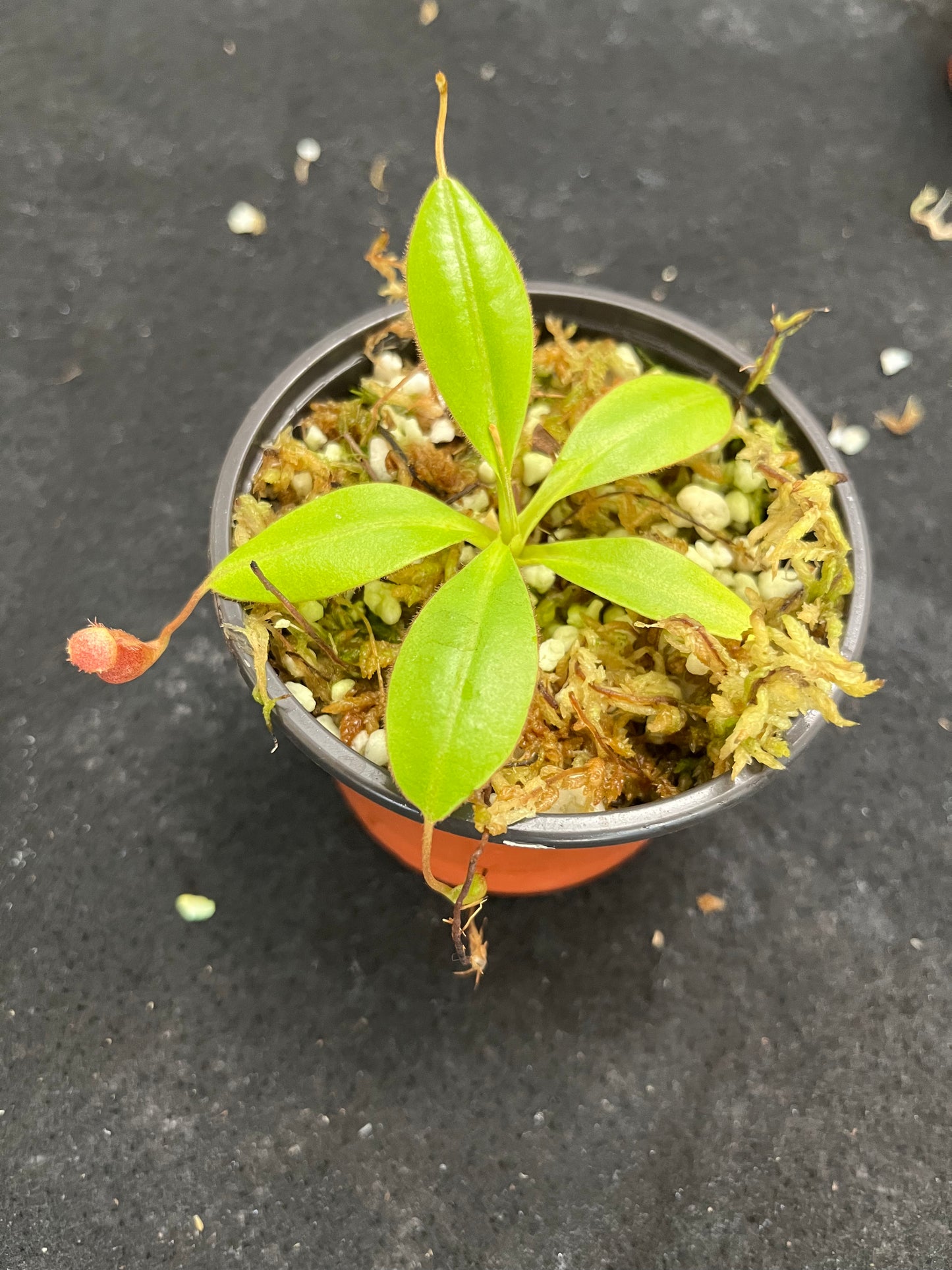 Nepenthes rajah x (burbidgeae x edwardsiana)