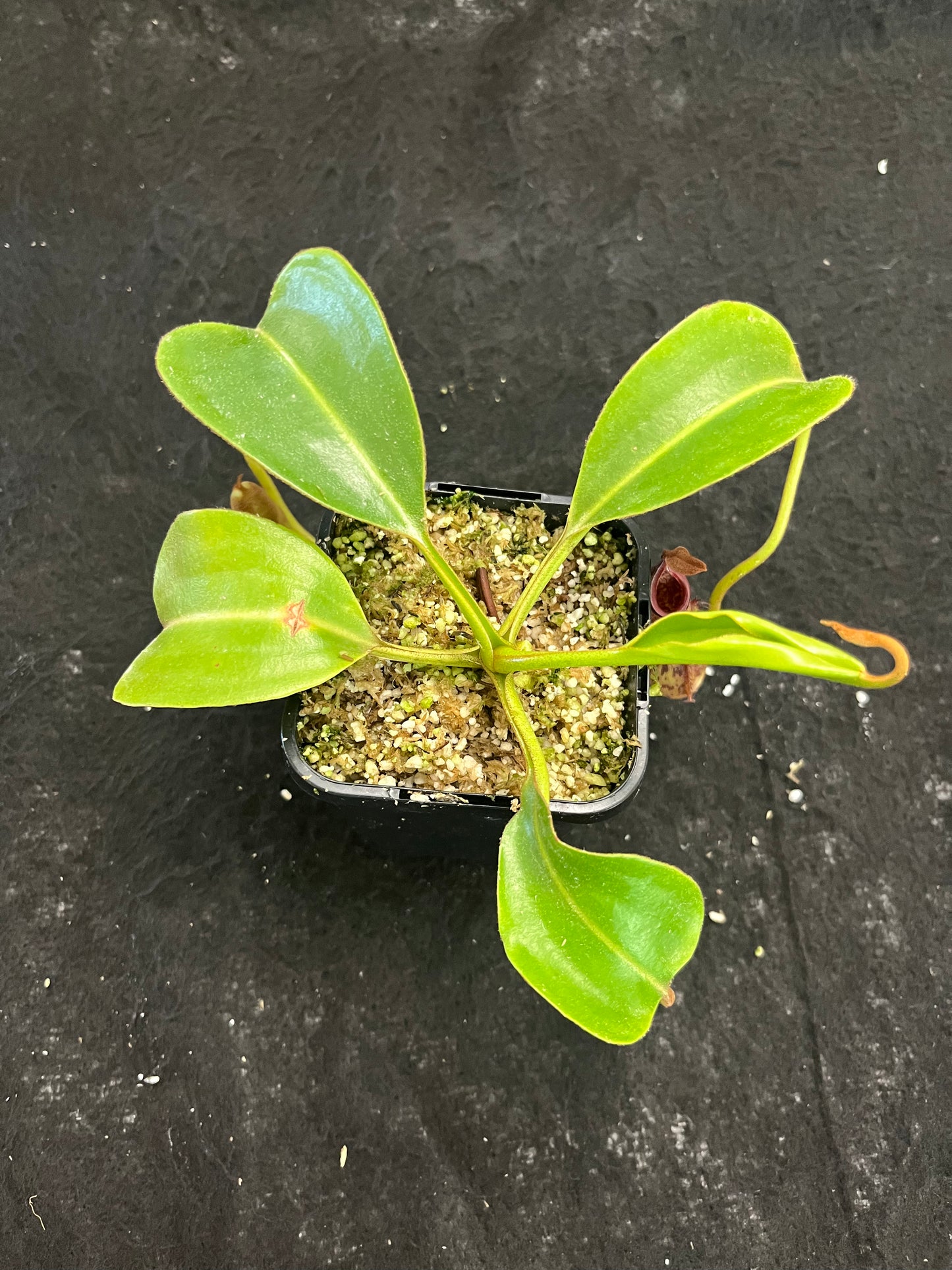 Nepenthes robcantleyi x fusca