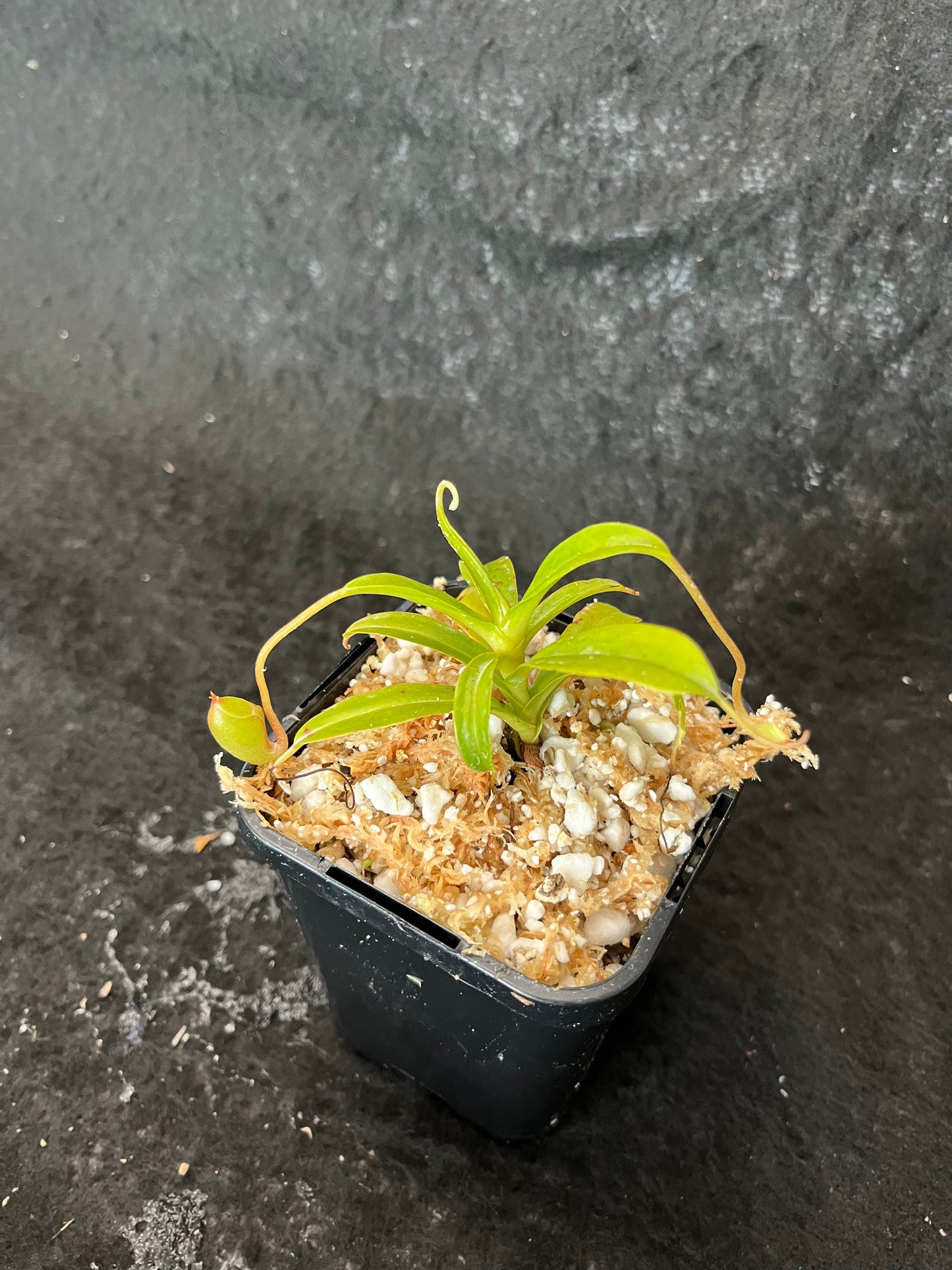 Nepenthes jacquelineae Seed-grown