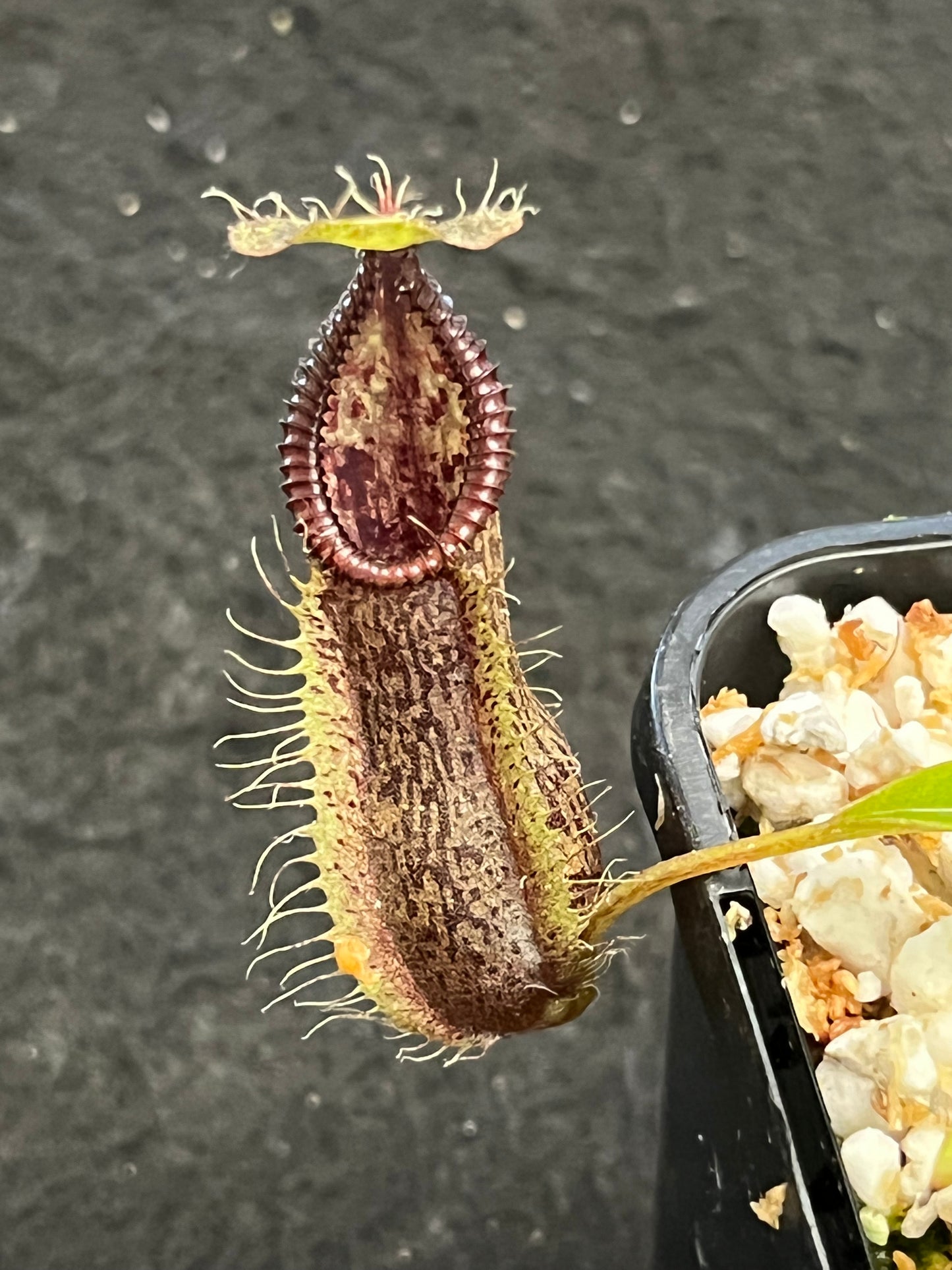 Nepenthes singalana x hamata BE-3955