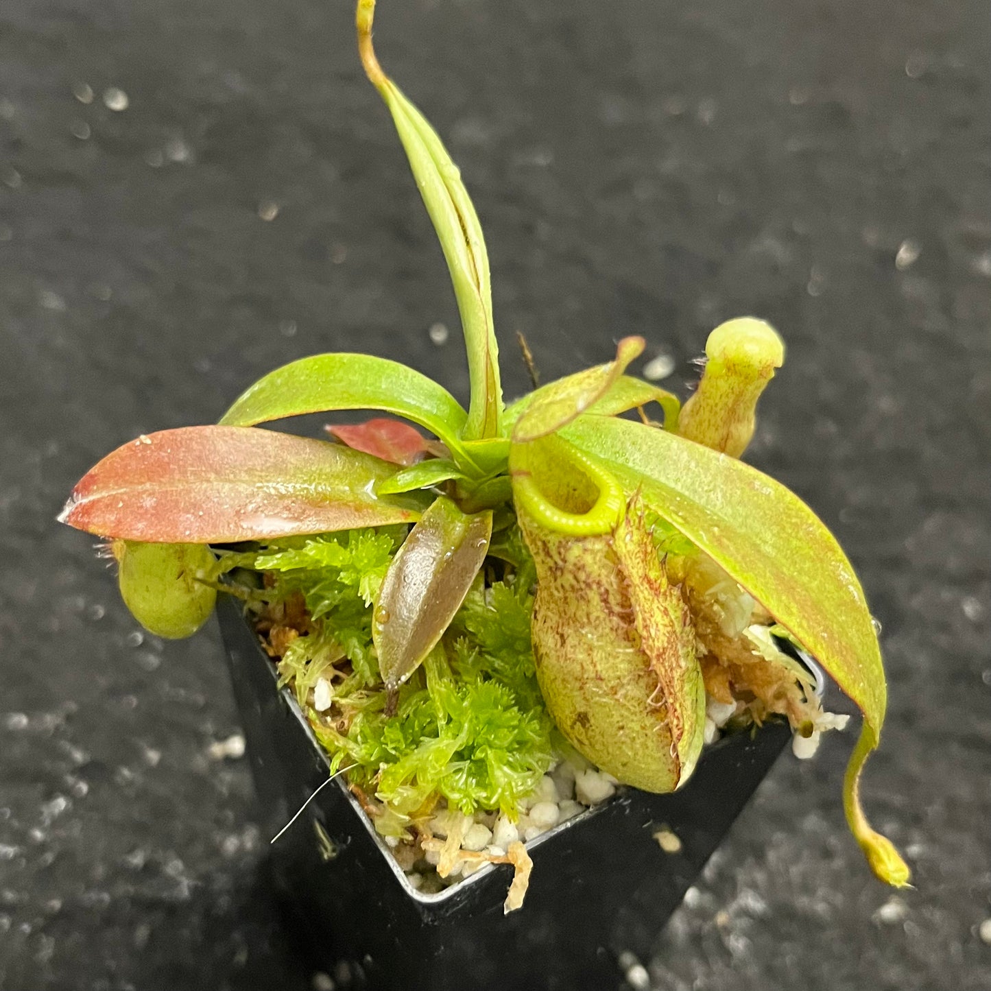 Nepenthes spectabilis Perkinson Giant