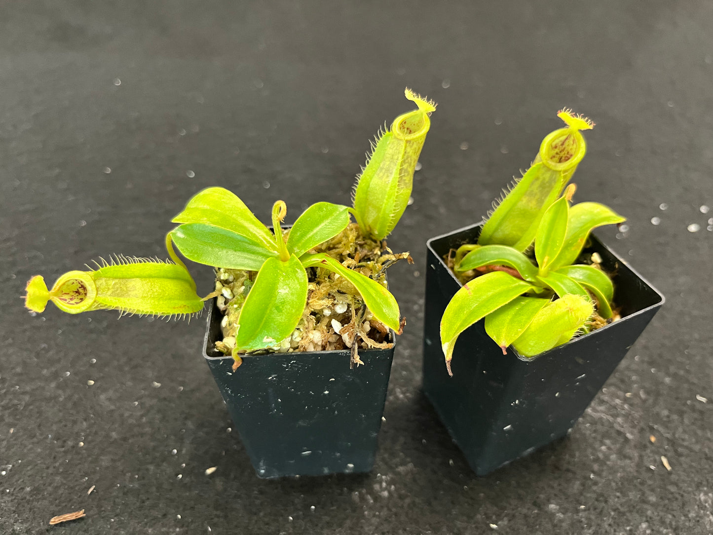 Nepenthes spathulata x ampullaria