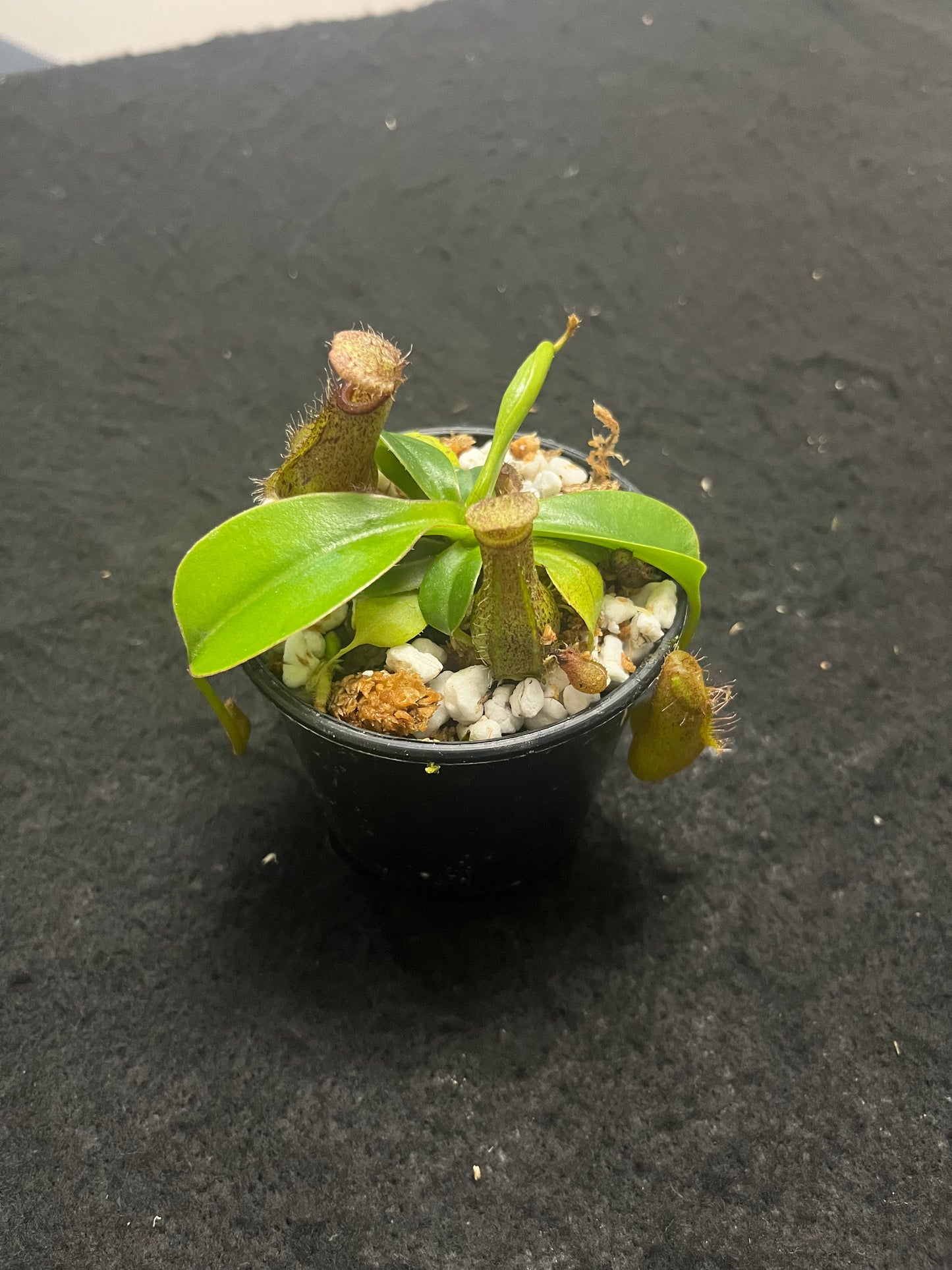 Nepenthes ventricosa x robcantleyi ‘Queen Malani’