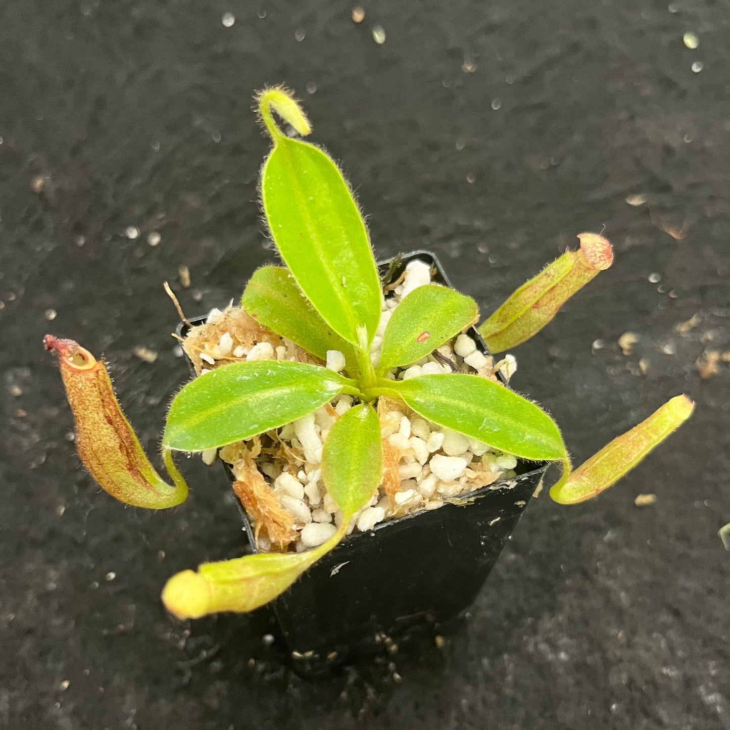 Nepenthes glandulifera BE-3766