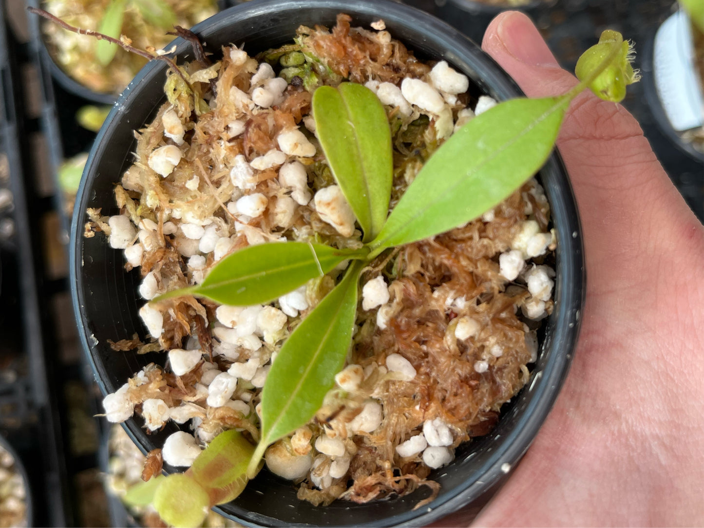 Nepenthes spathulata x flava BE-4048