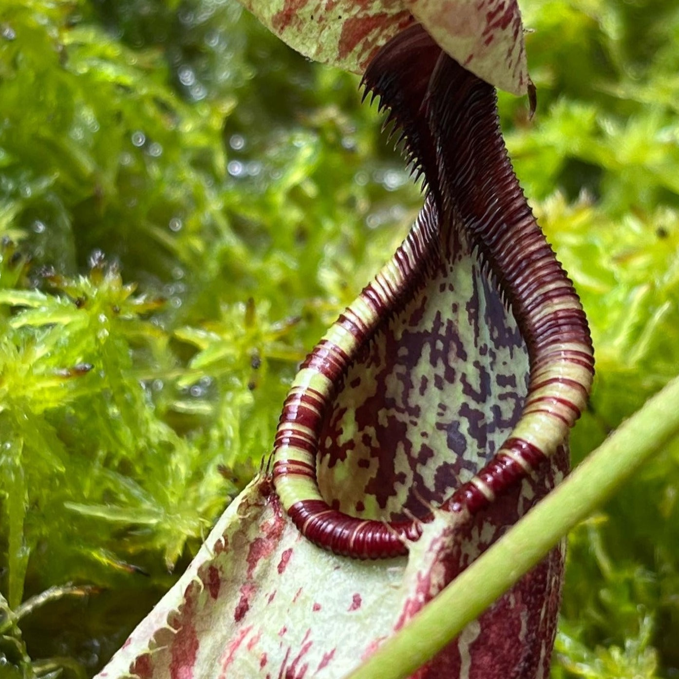 Nepenthes rafflesiana SG