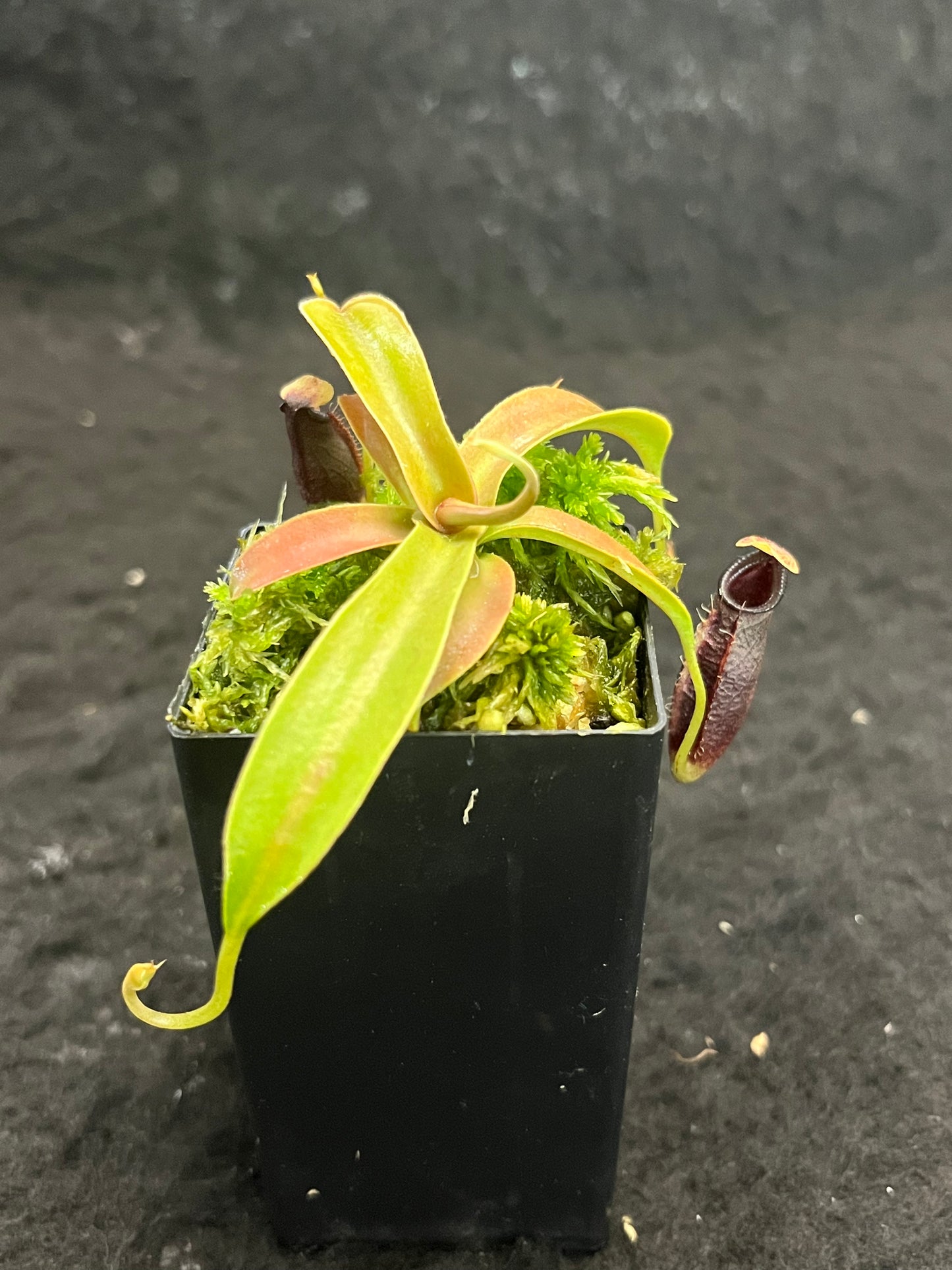 Nepenthes ovata