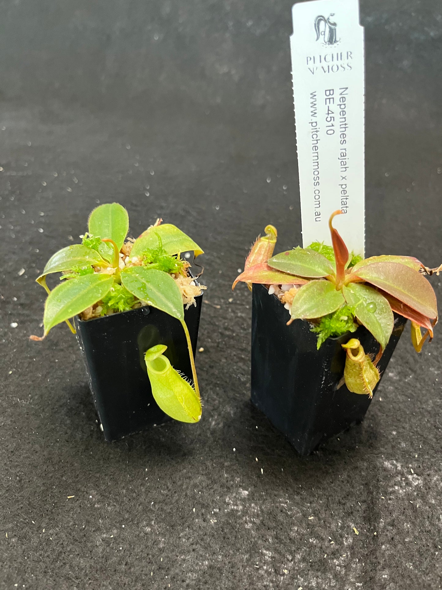 Nepenthes rajah x peltata BE-4510