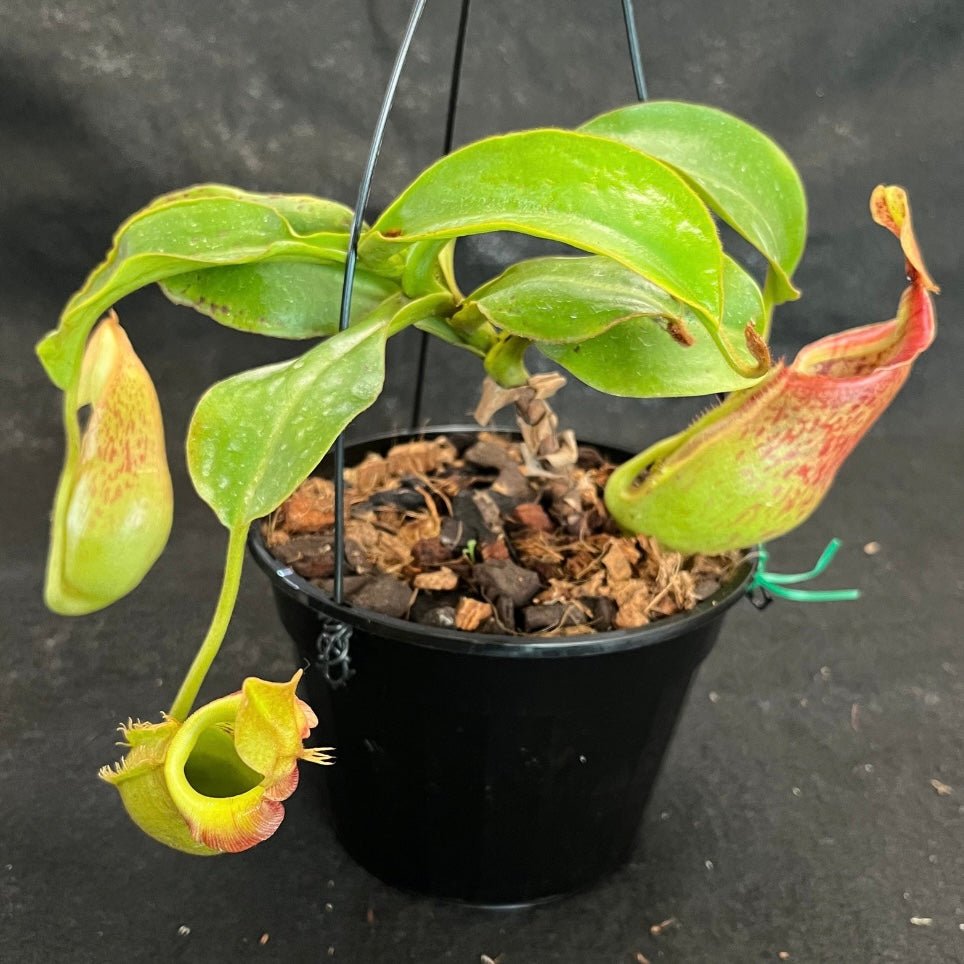 Npenthes adrianii x veitchii