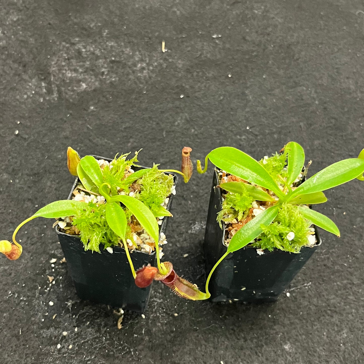 Nepenthes singalana x lowii BE-4080